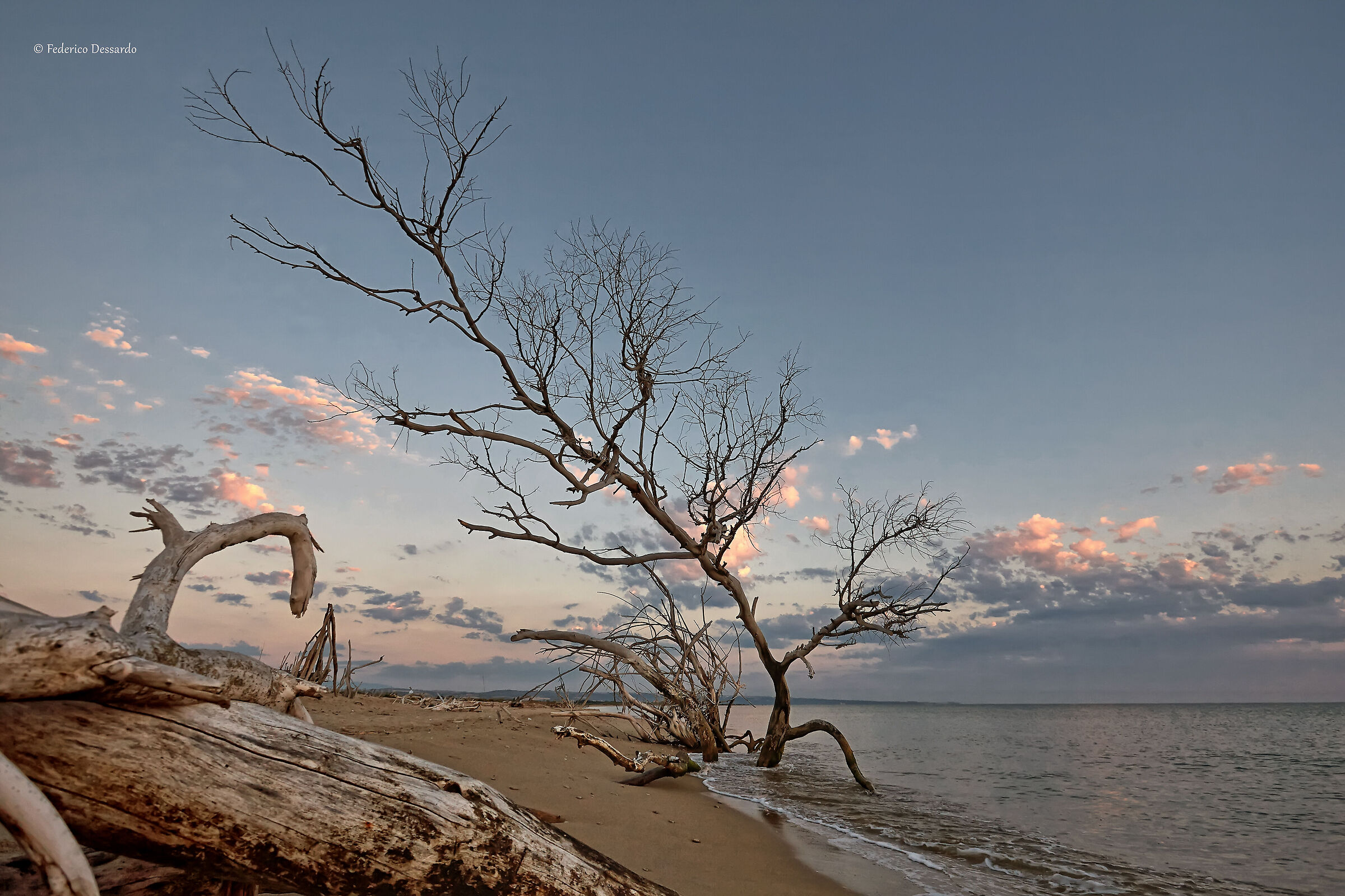 L'albero in riva al mare
