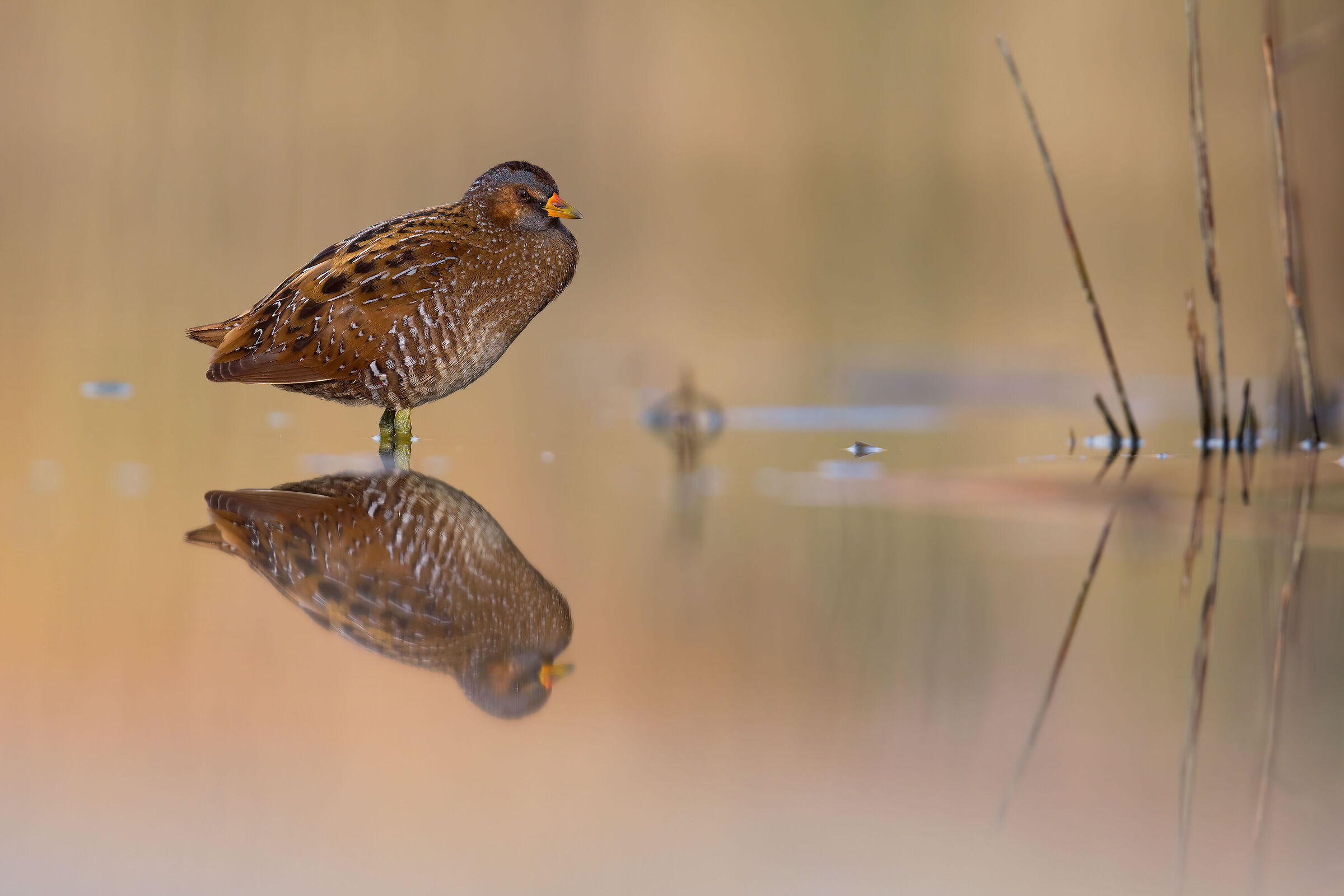 Spotted crake