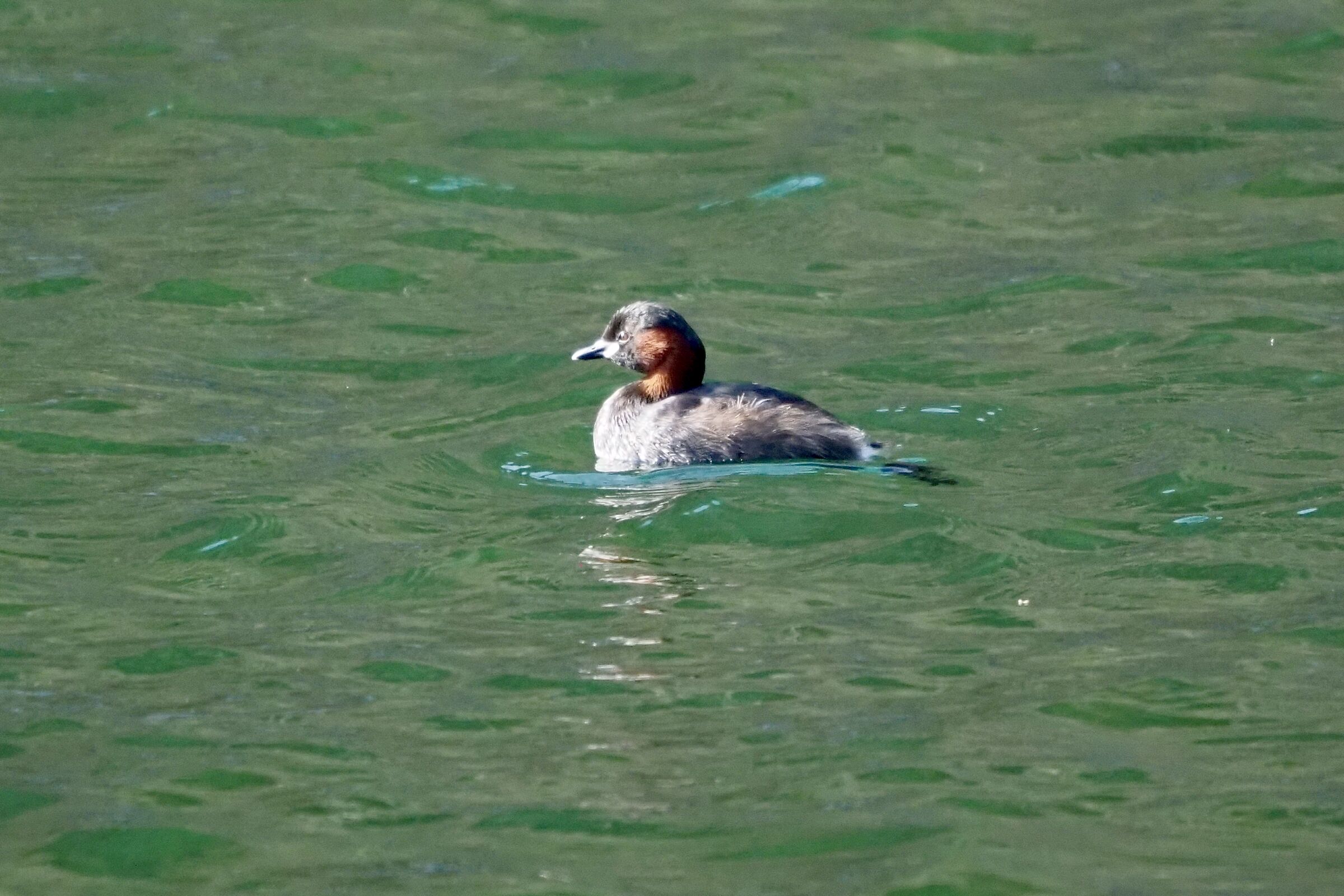 Dabchick