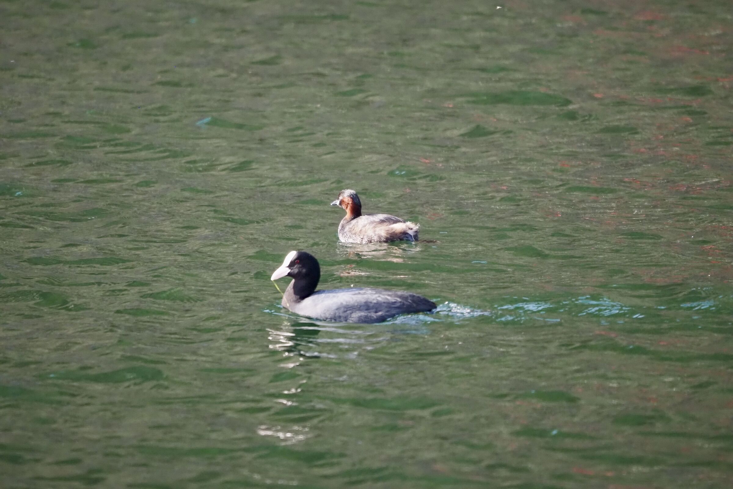 Tuffetto and Coot