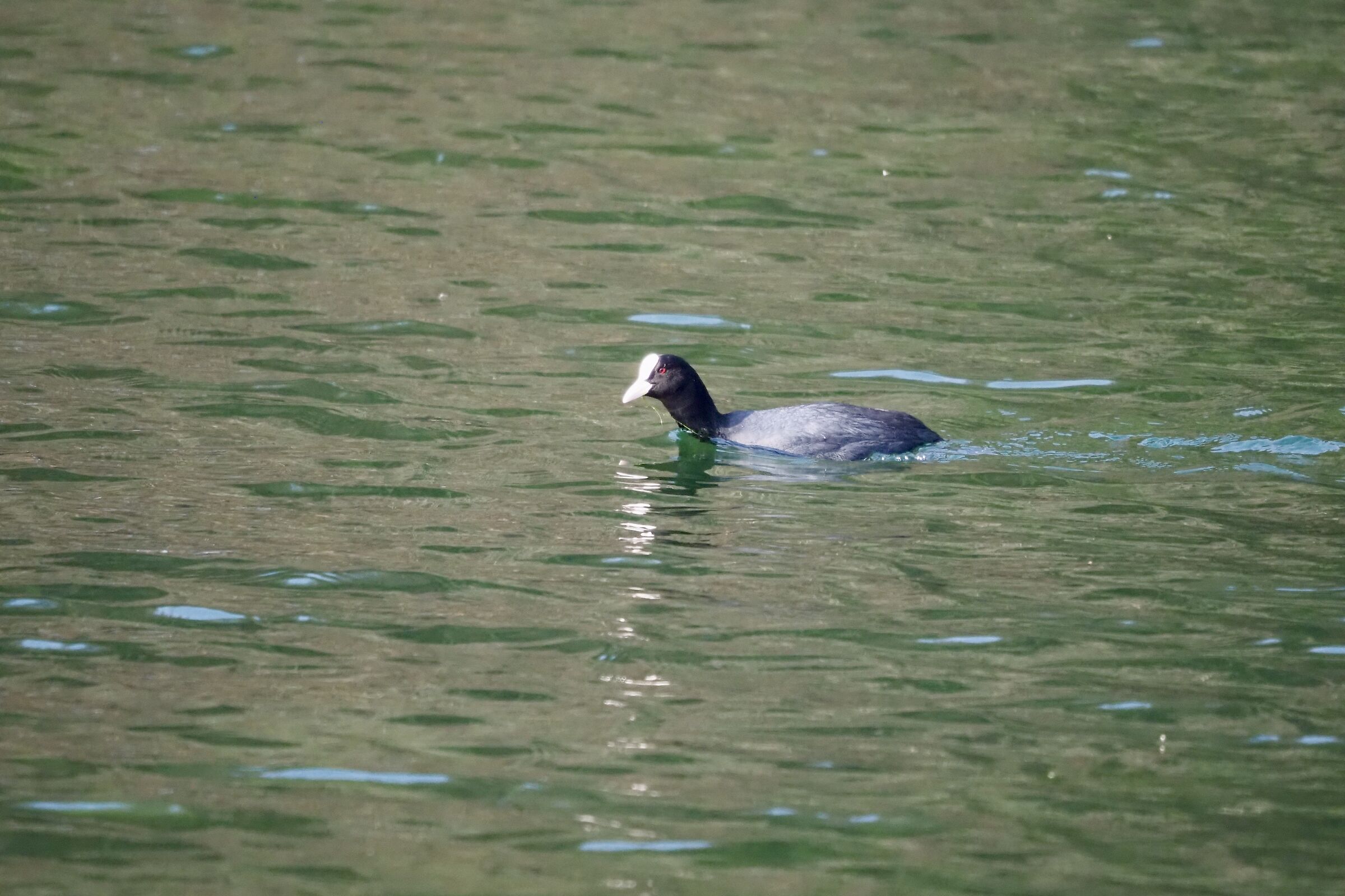 Coot