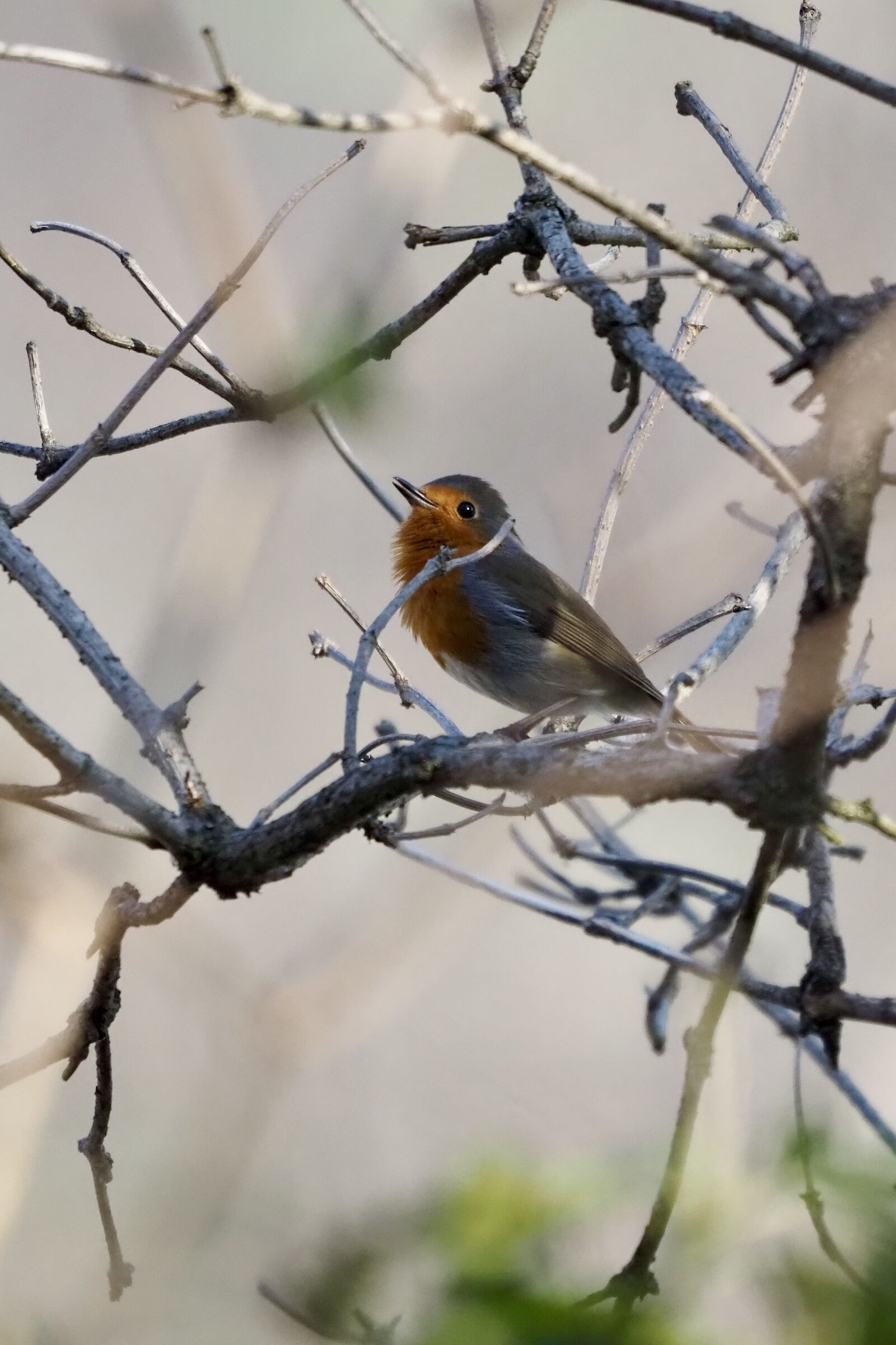 Robin