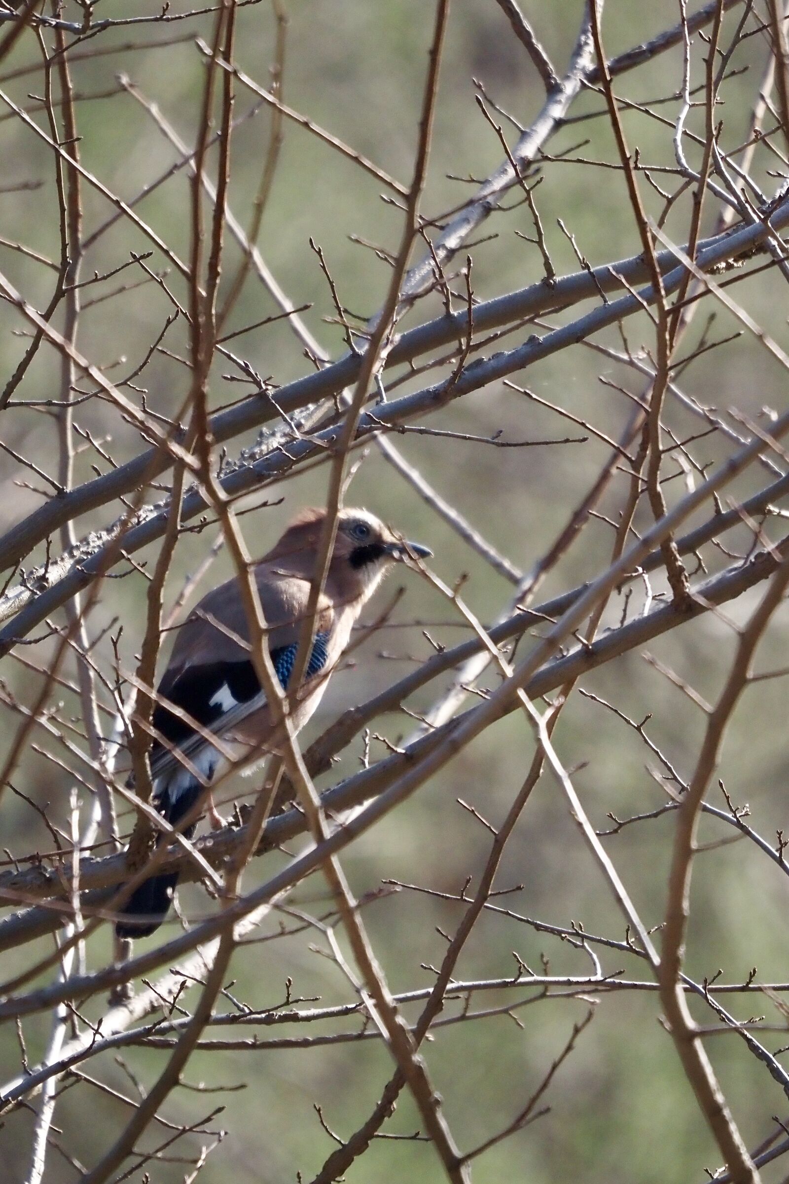Jay