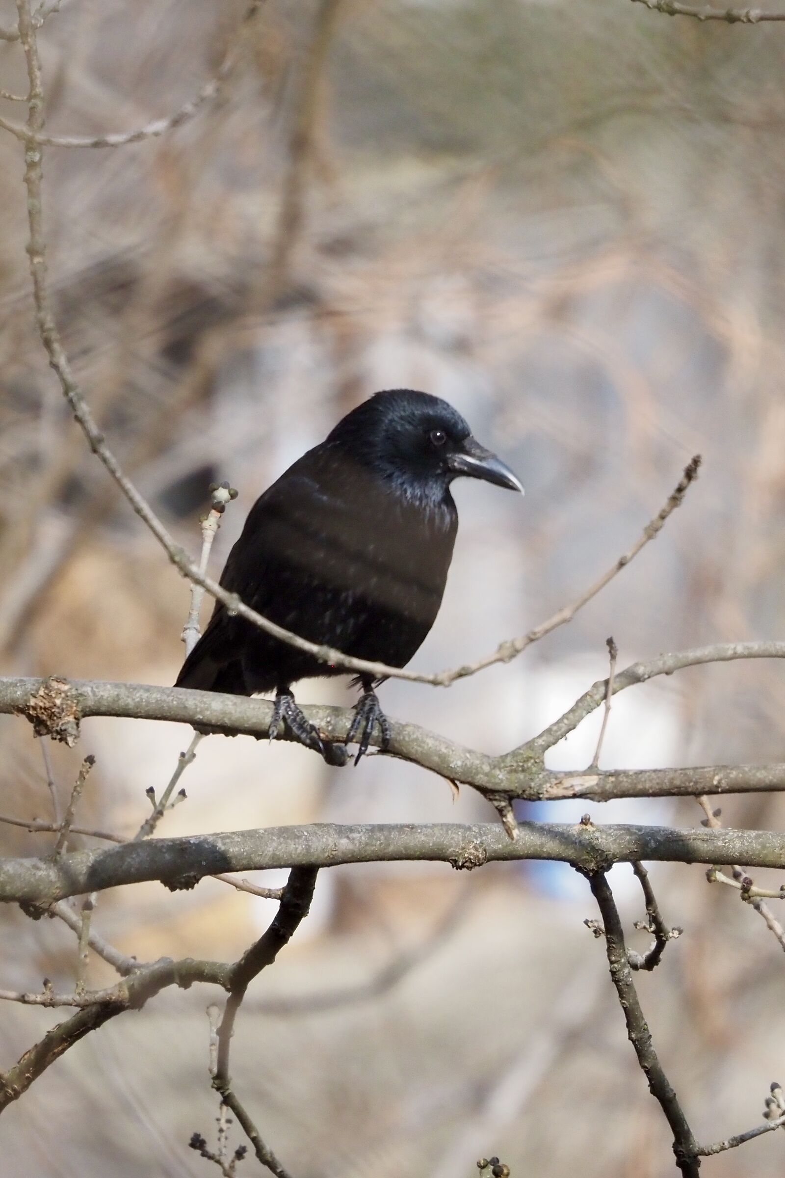 Black crow
