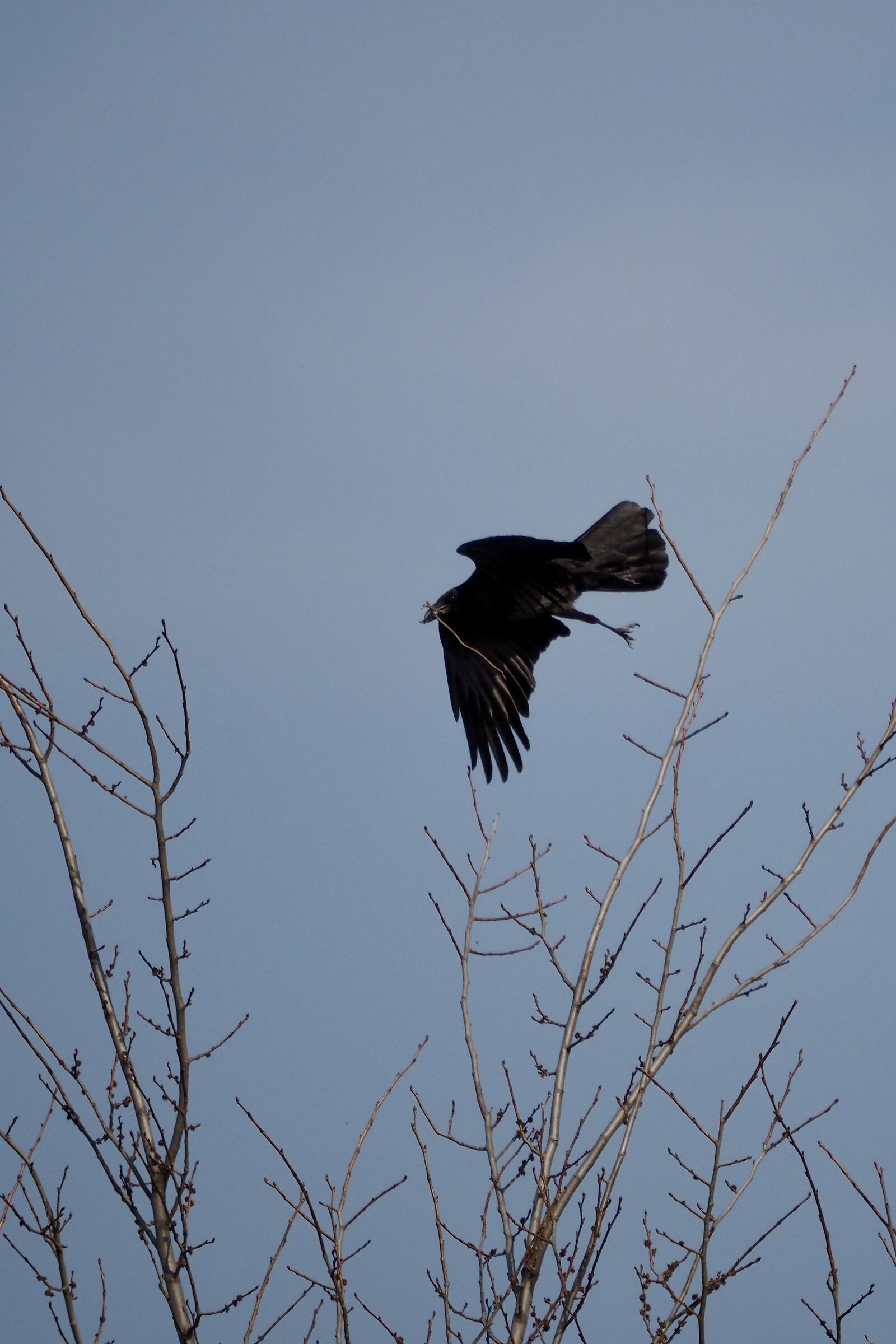 Hooded crow