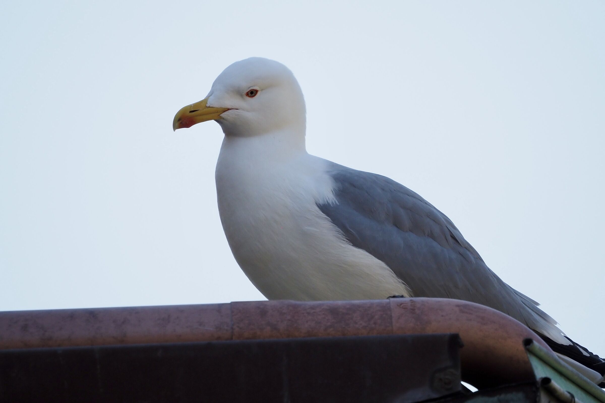 Imperial gull