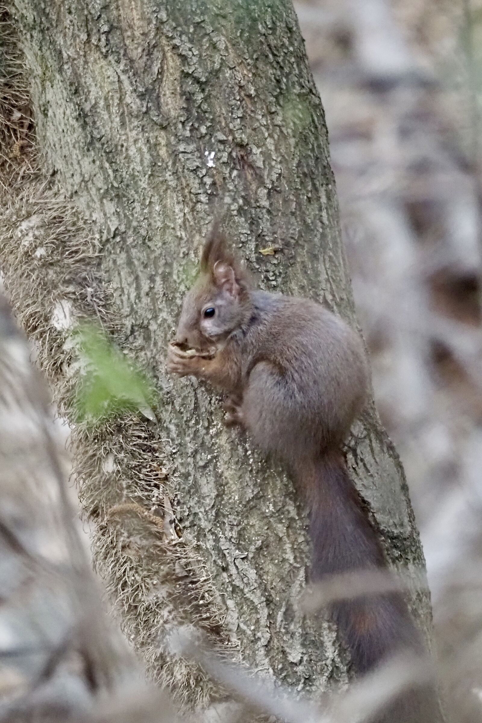 Common squirrel
