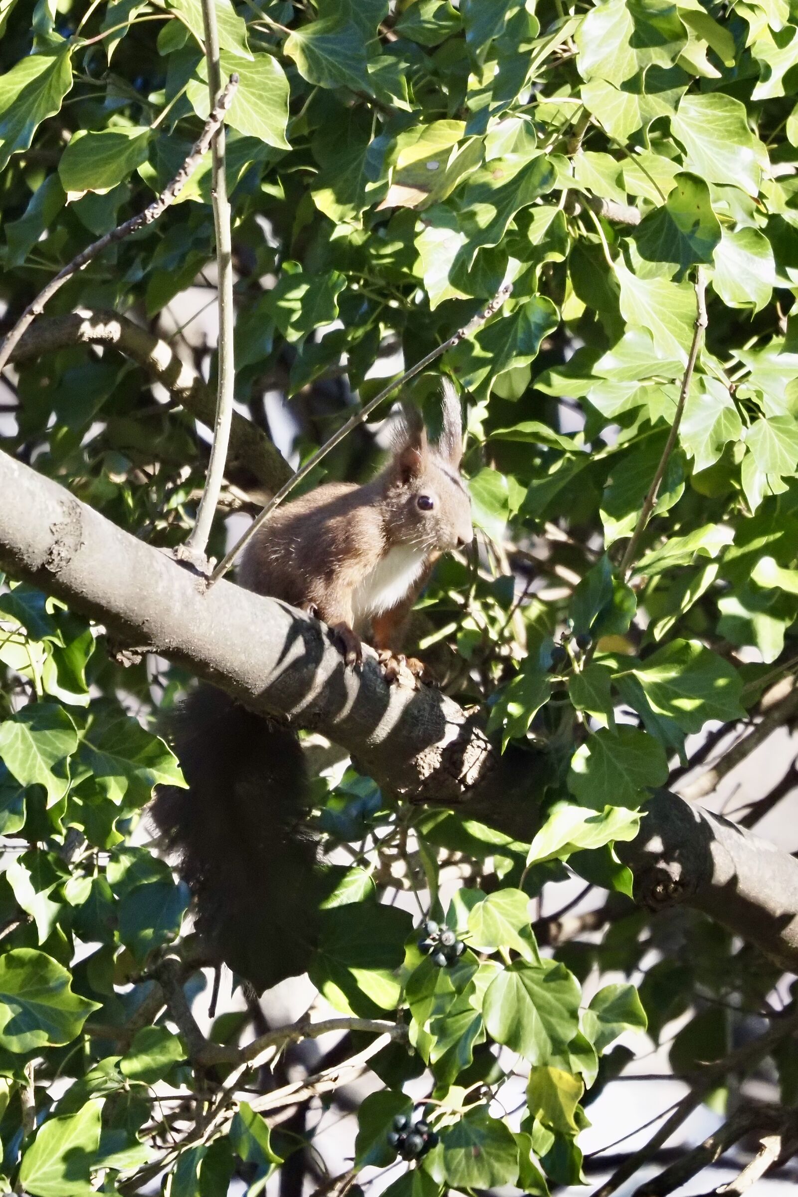 Common squirrel