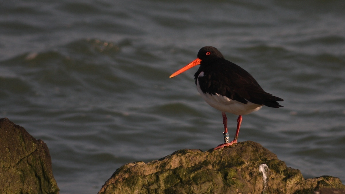 Beccacia sea in Digiscoping