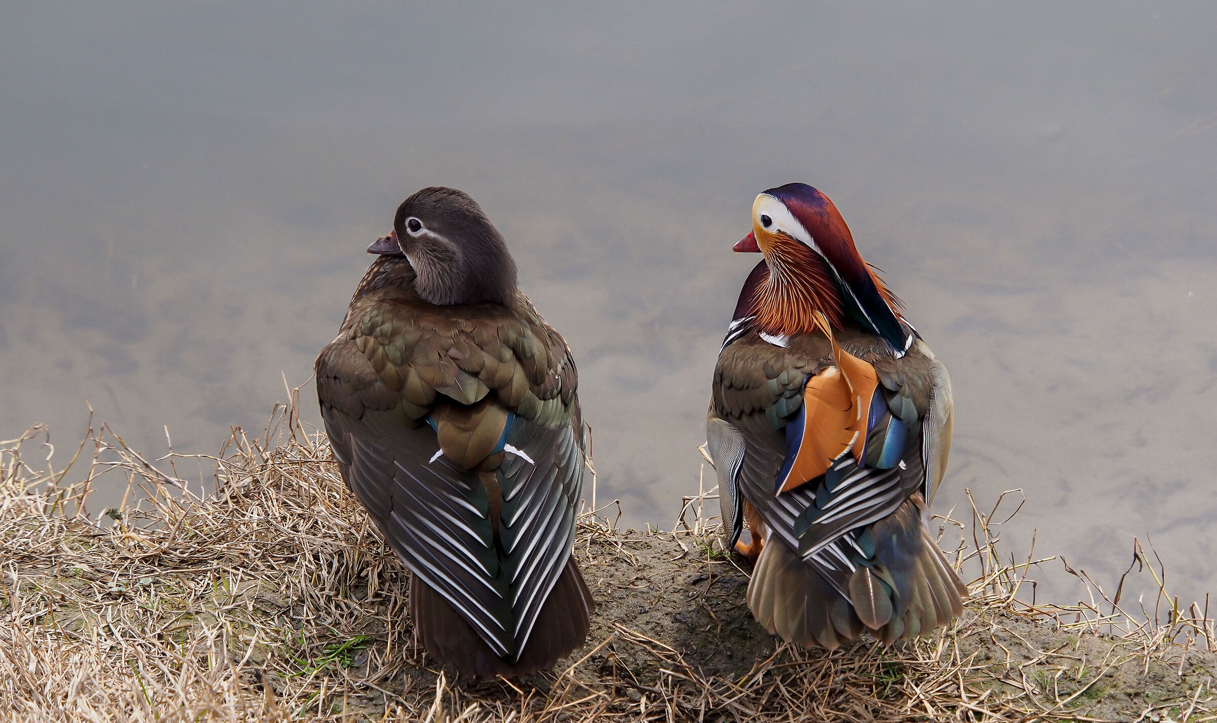 Sintonia di coppia.....