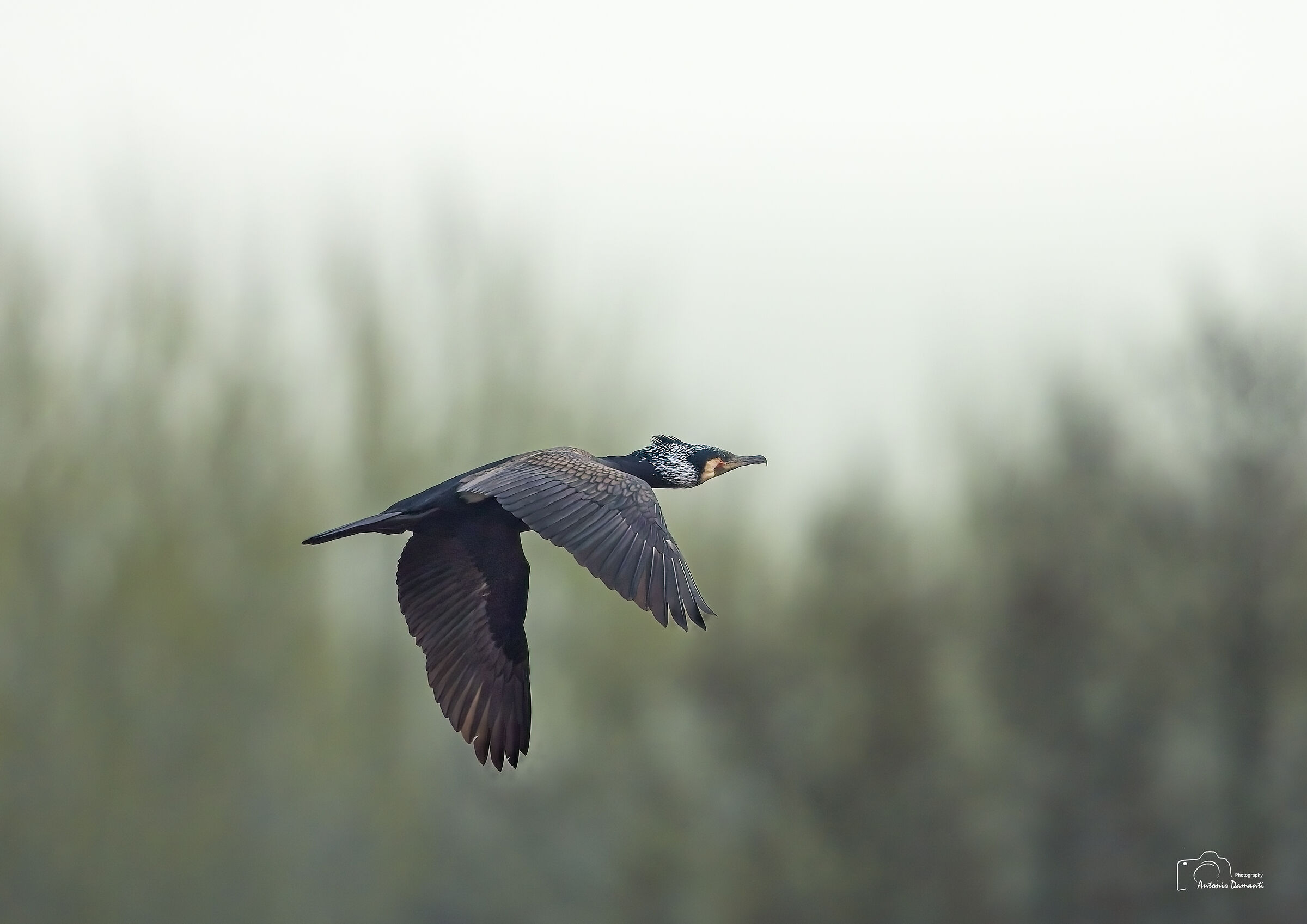 Cormorant in livery