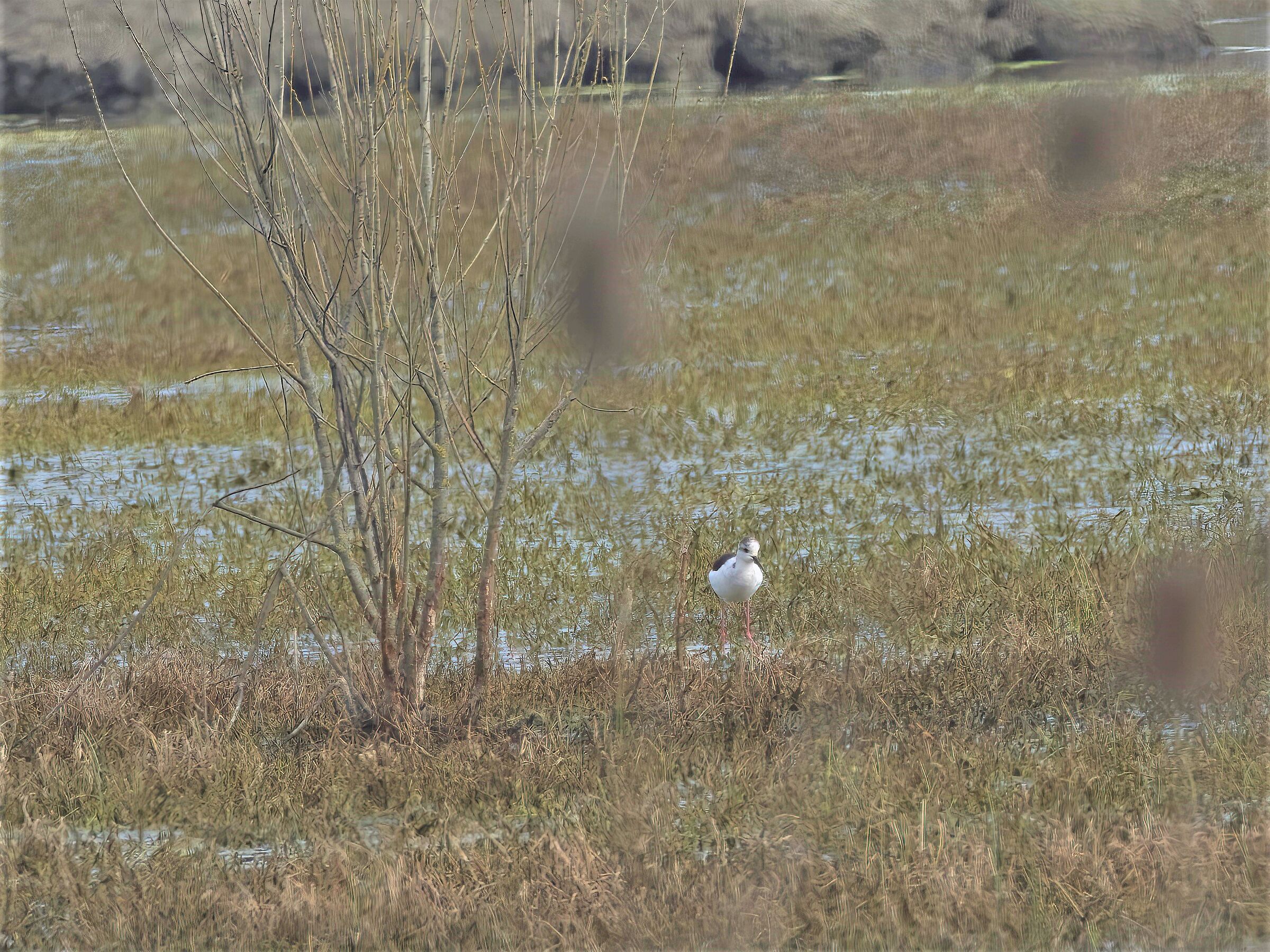 Il Cavaliere solitario
