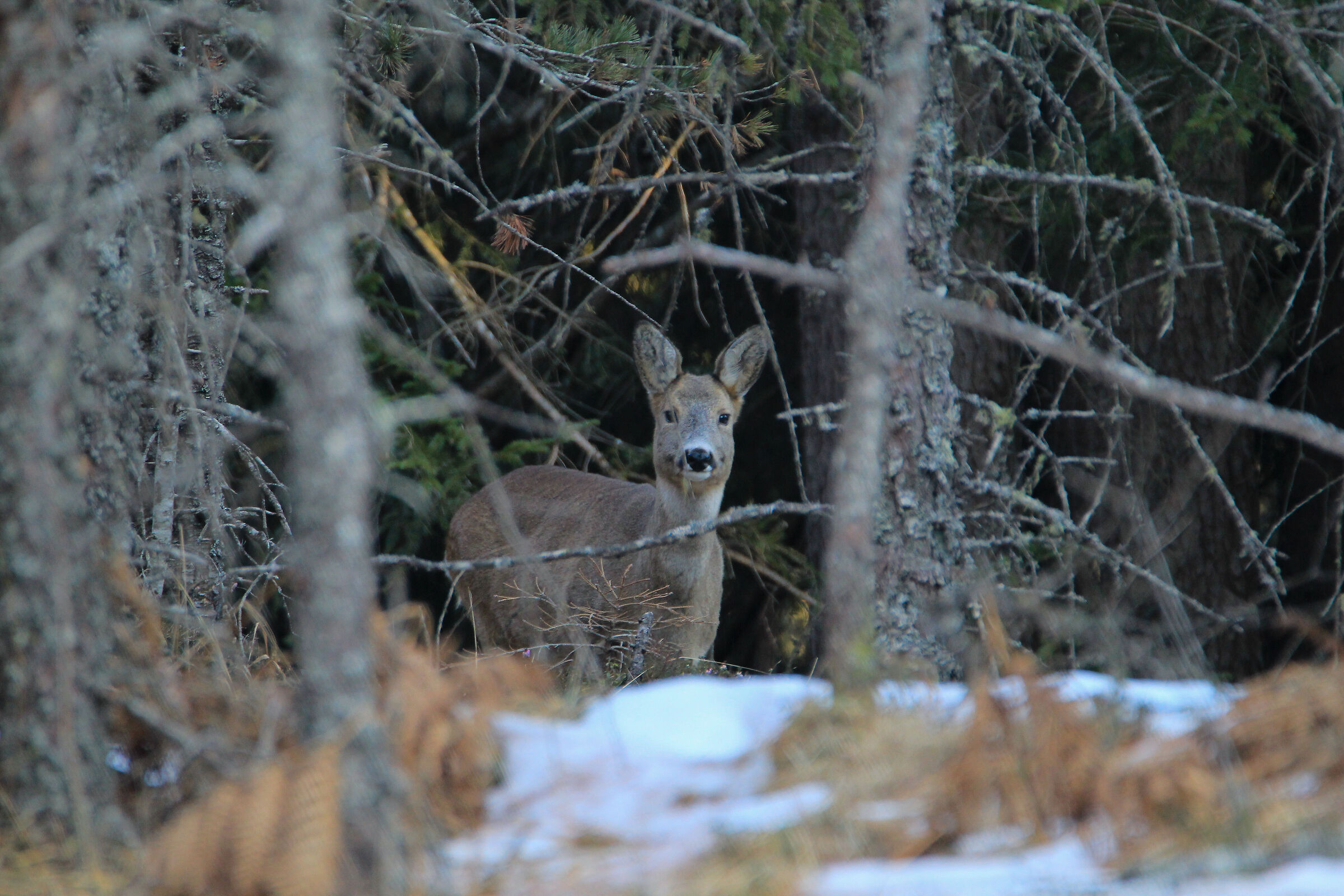Mi sento un pò osservata. Femmina di capriolo