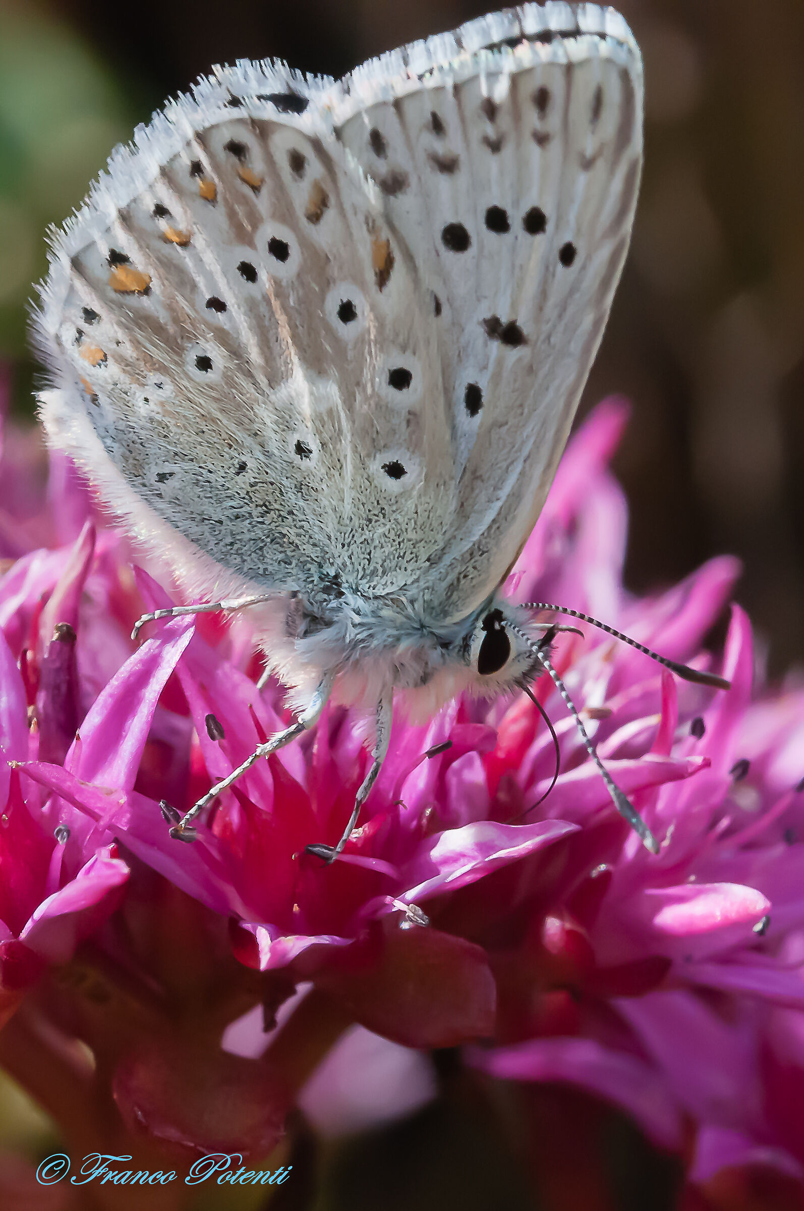 Polyommatus Icarus (3)