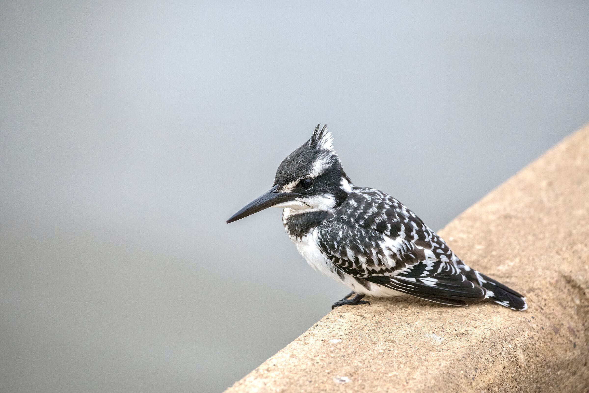 Pied kingfisher