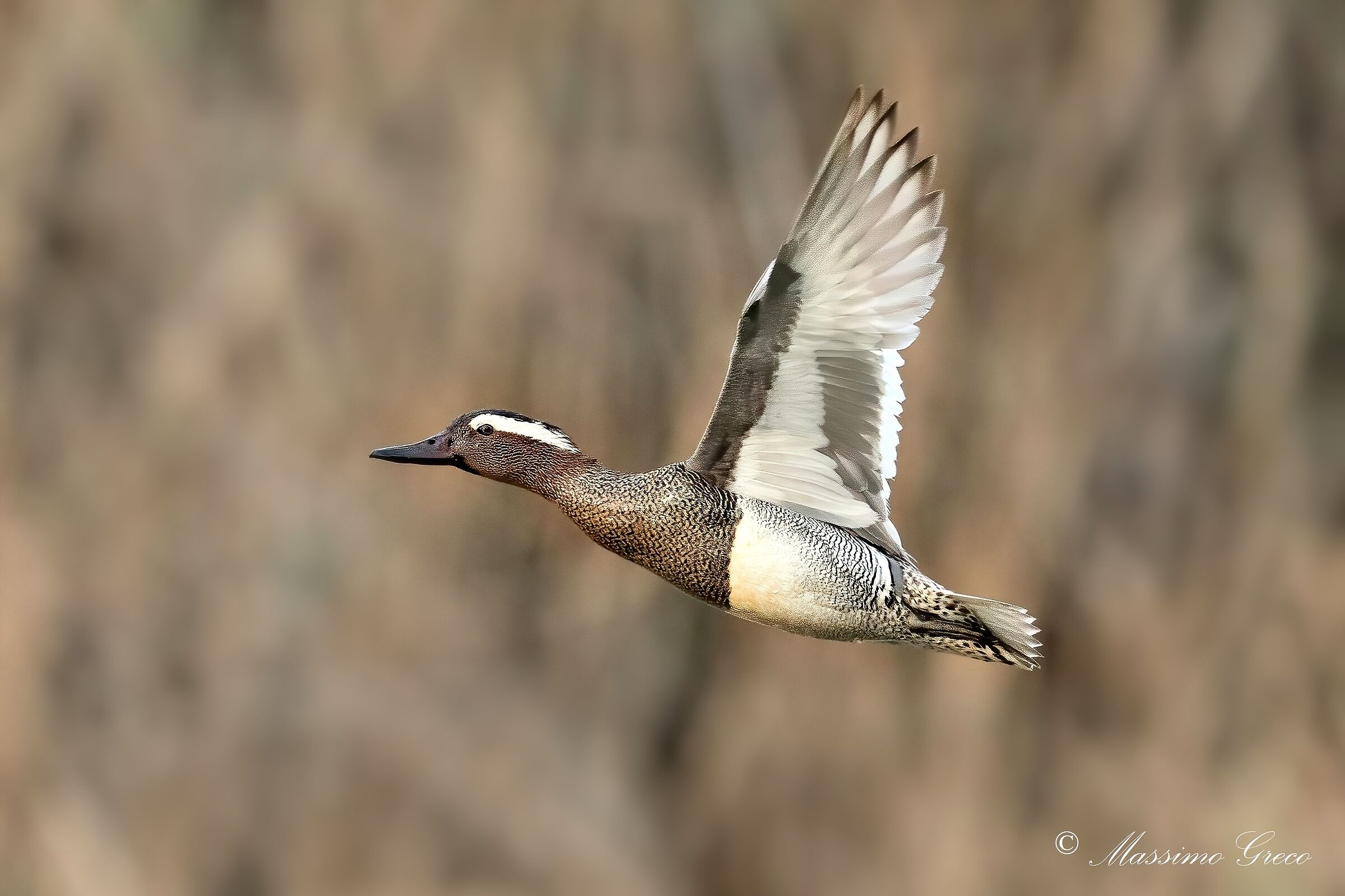 Marzaiola (Anas querquedula)