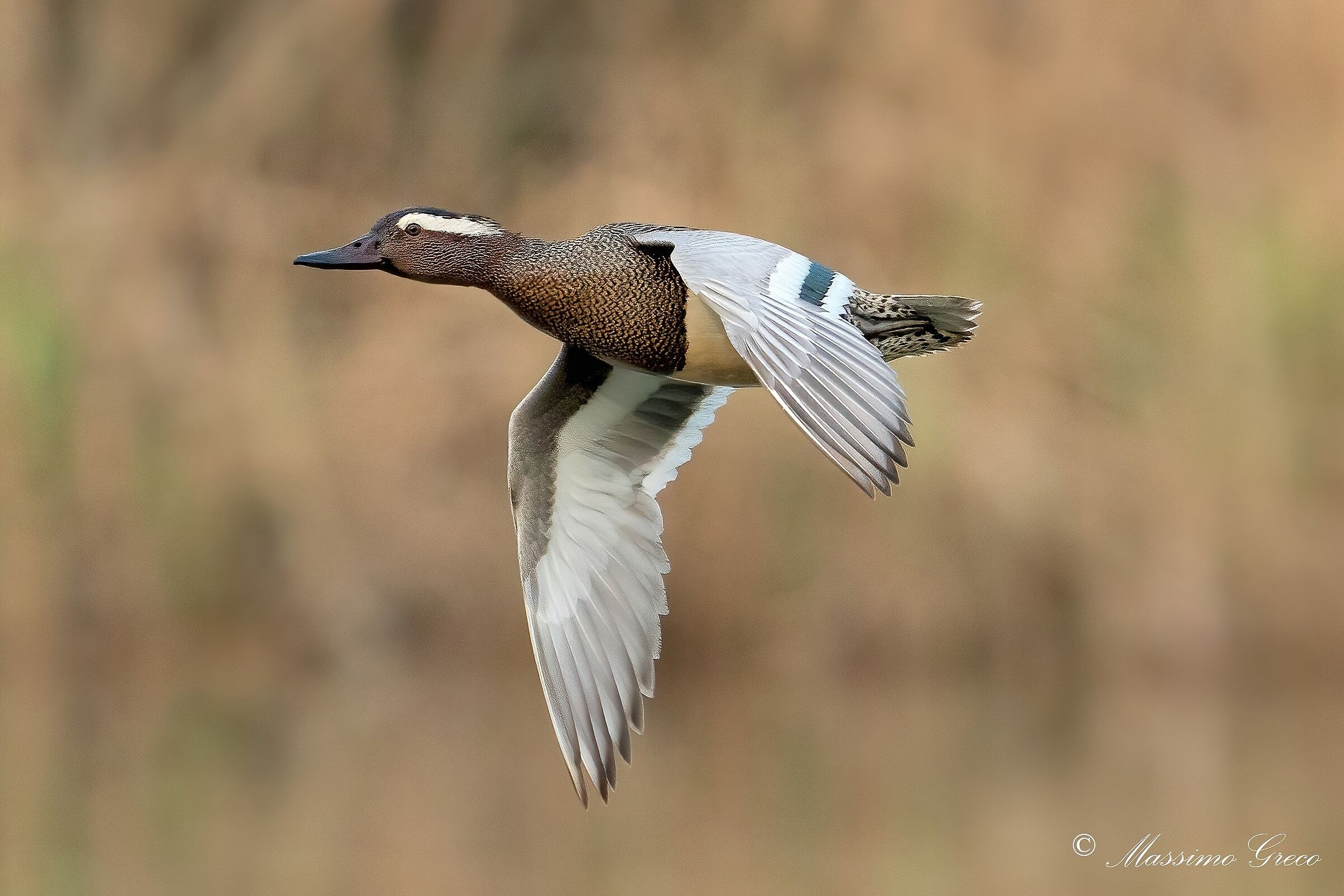 Marzaiola (Anas querquedula)