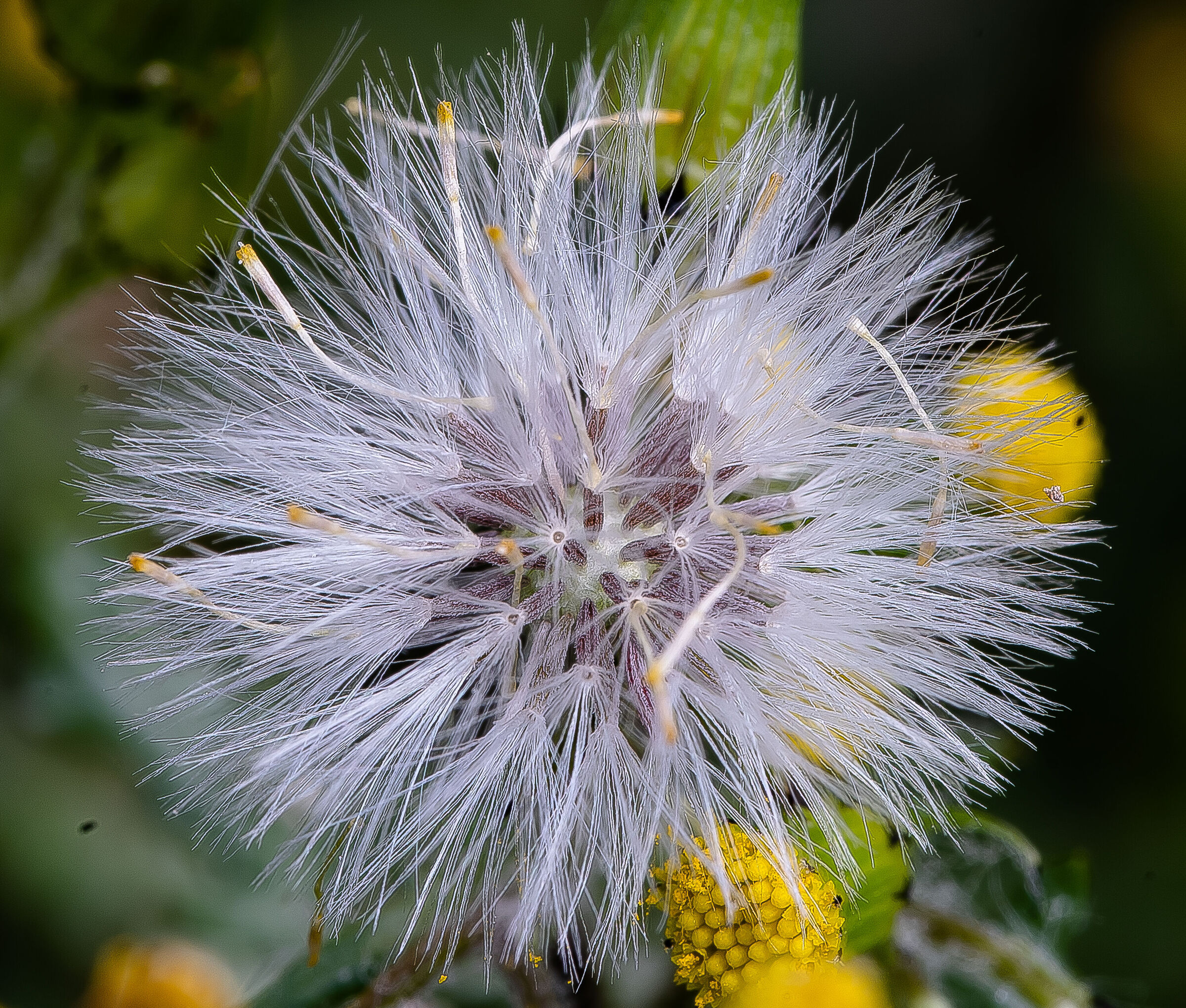 Soffione in giardino