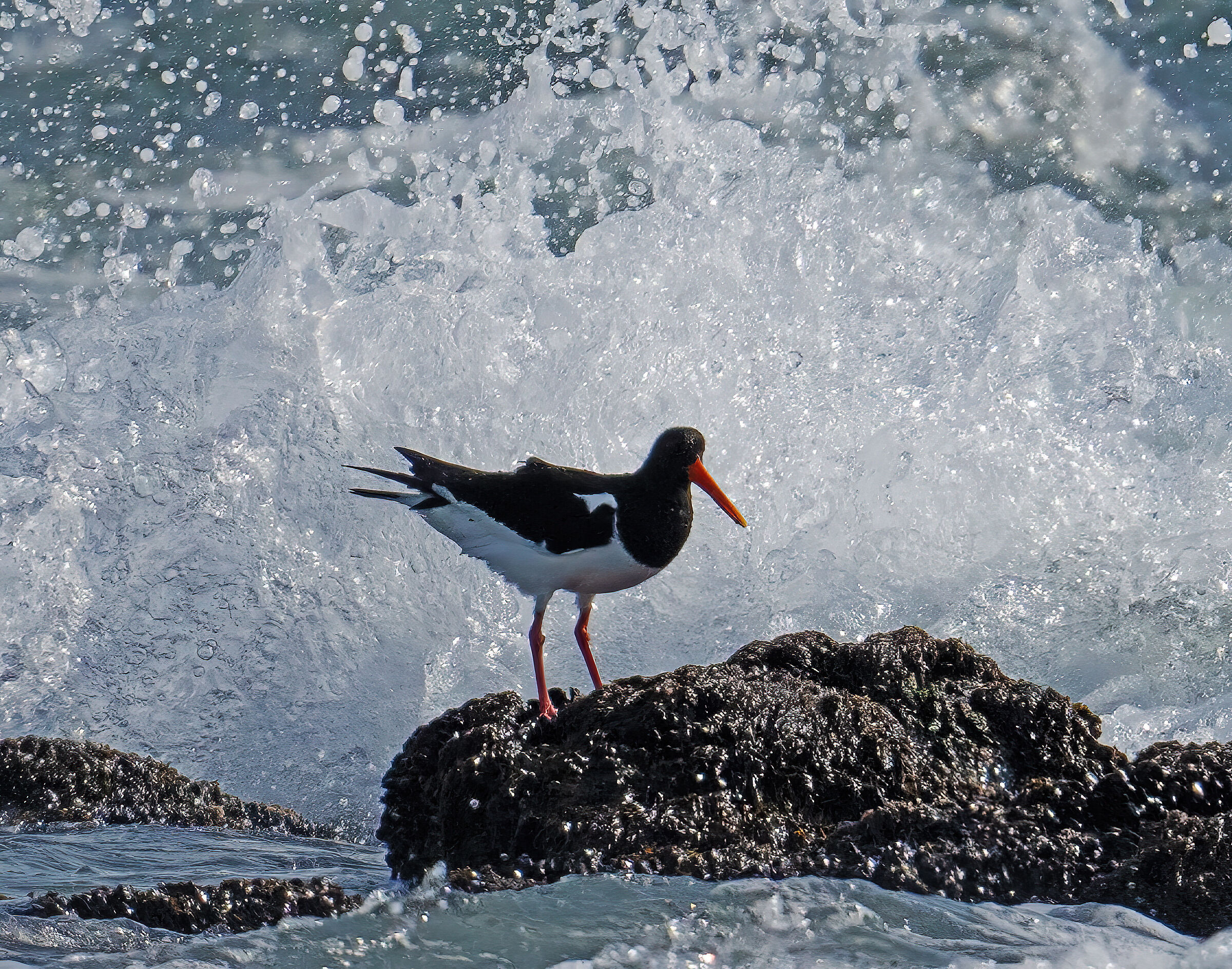 ancorata allo scoglio .. nonostante le onde