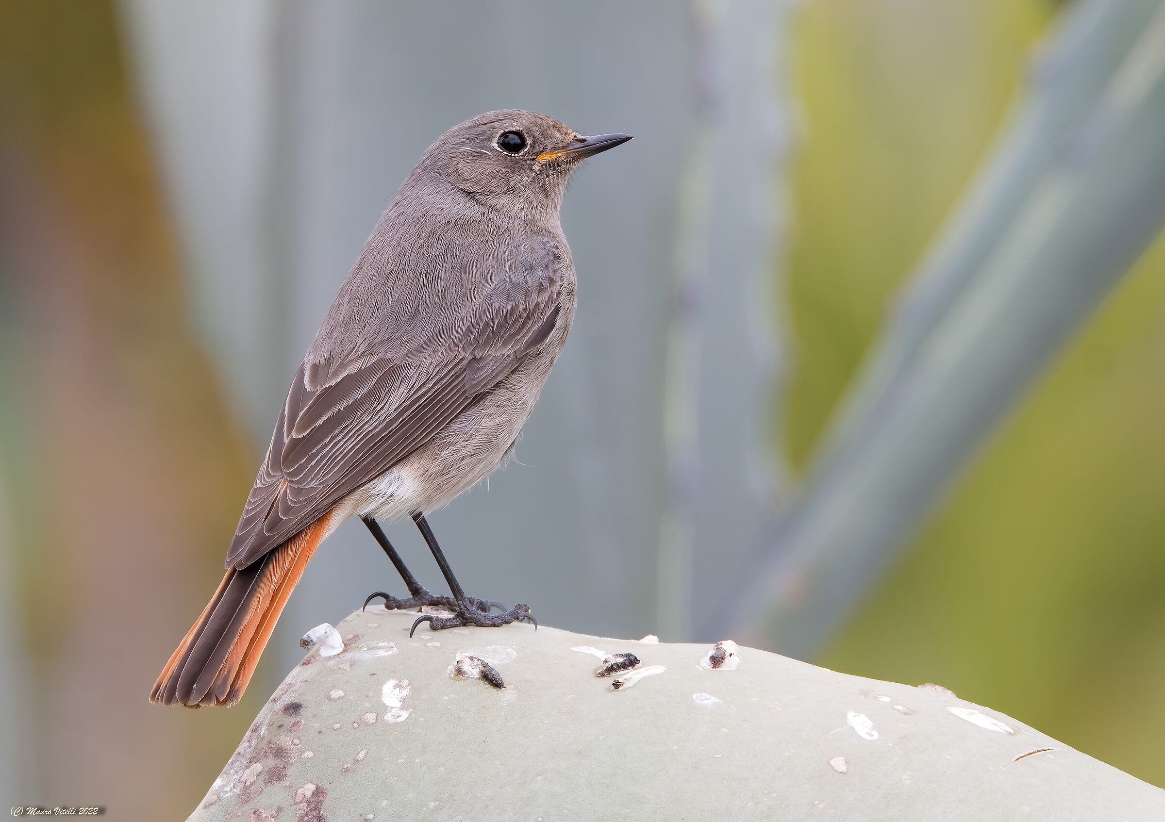 Chimney sweep redstart (Phoenicurus ochruros) F