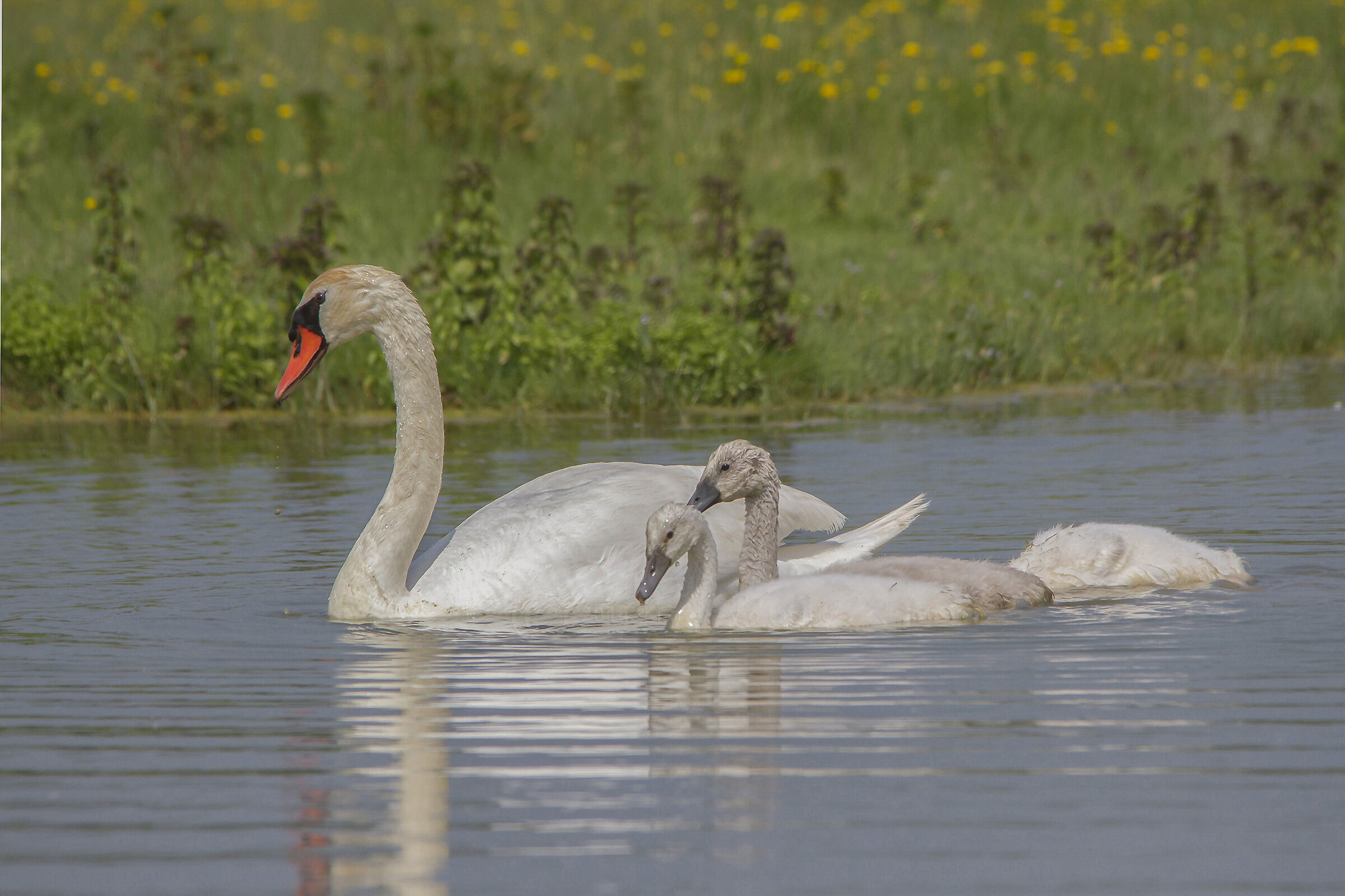 Cigni - Isola della Cona