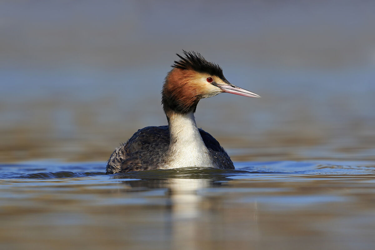 Great crested grebe