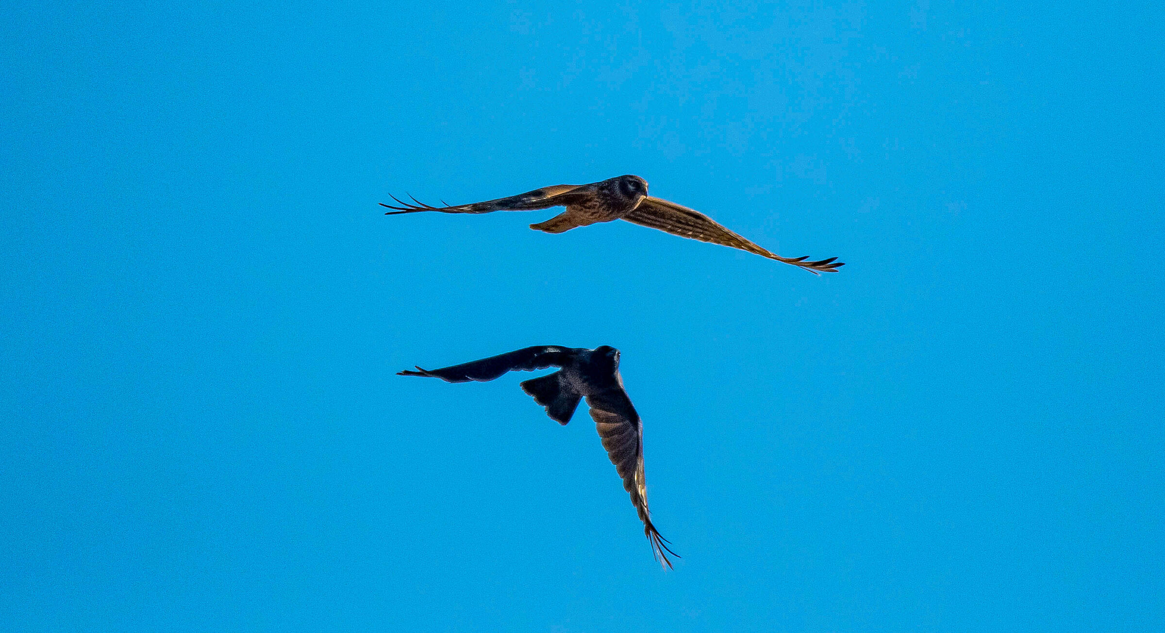 Female harrier
