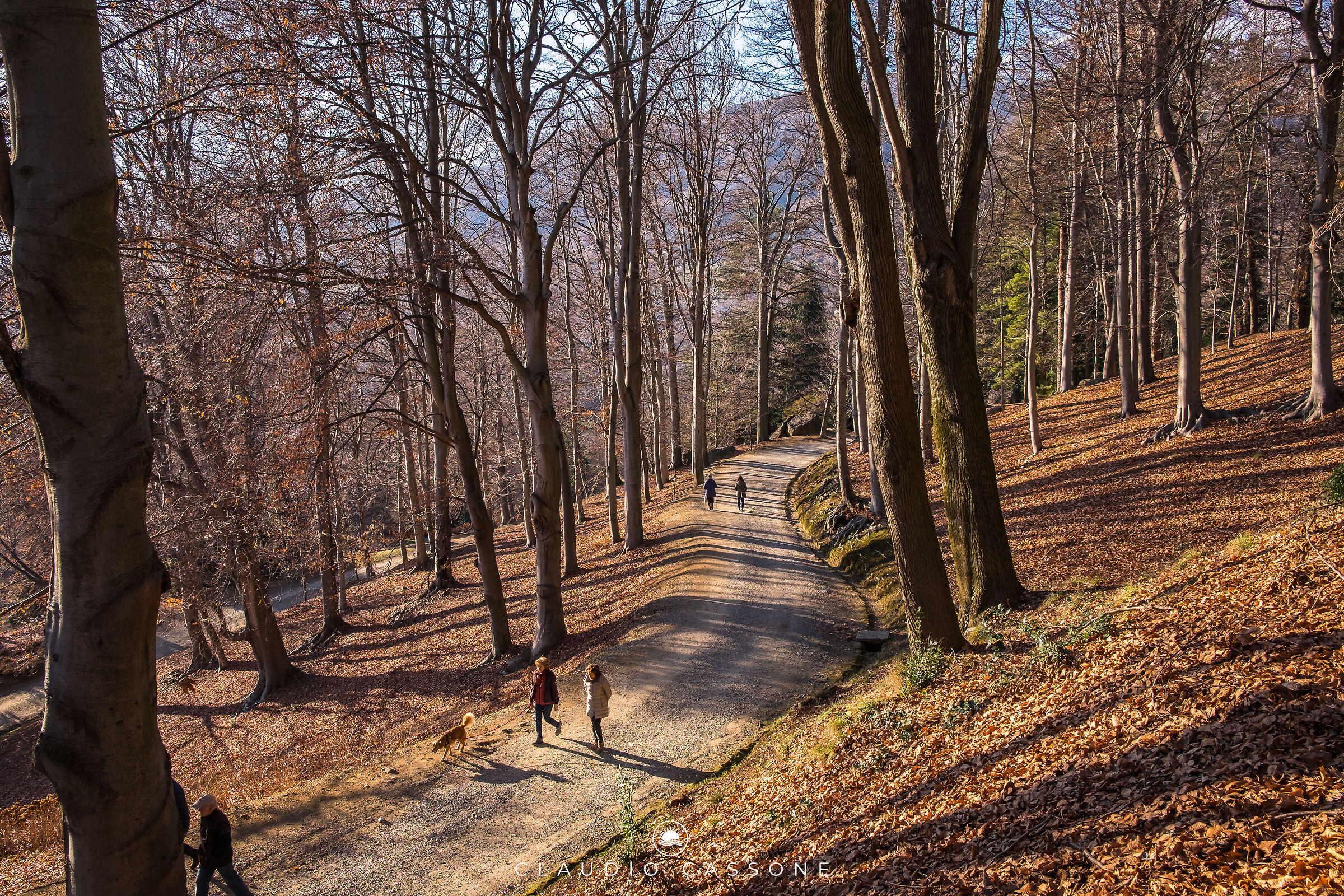Autumn forest