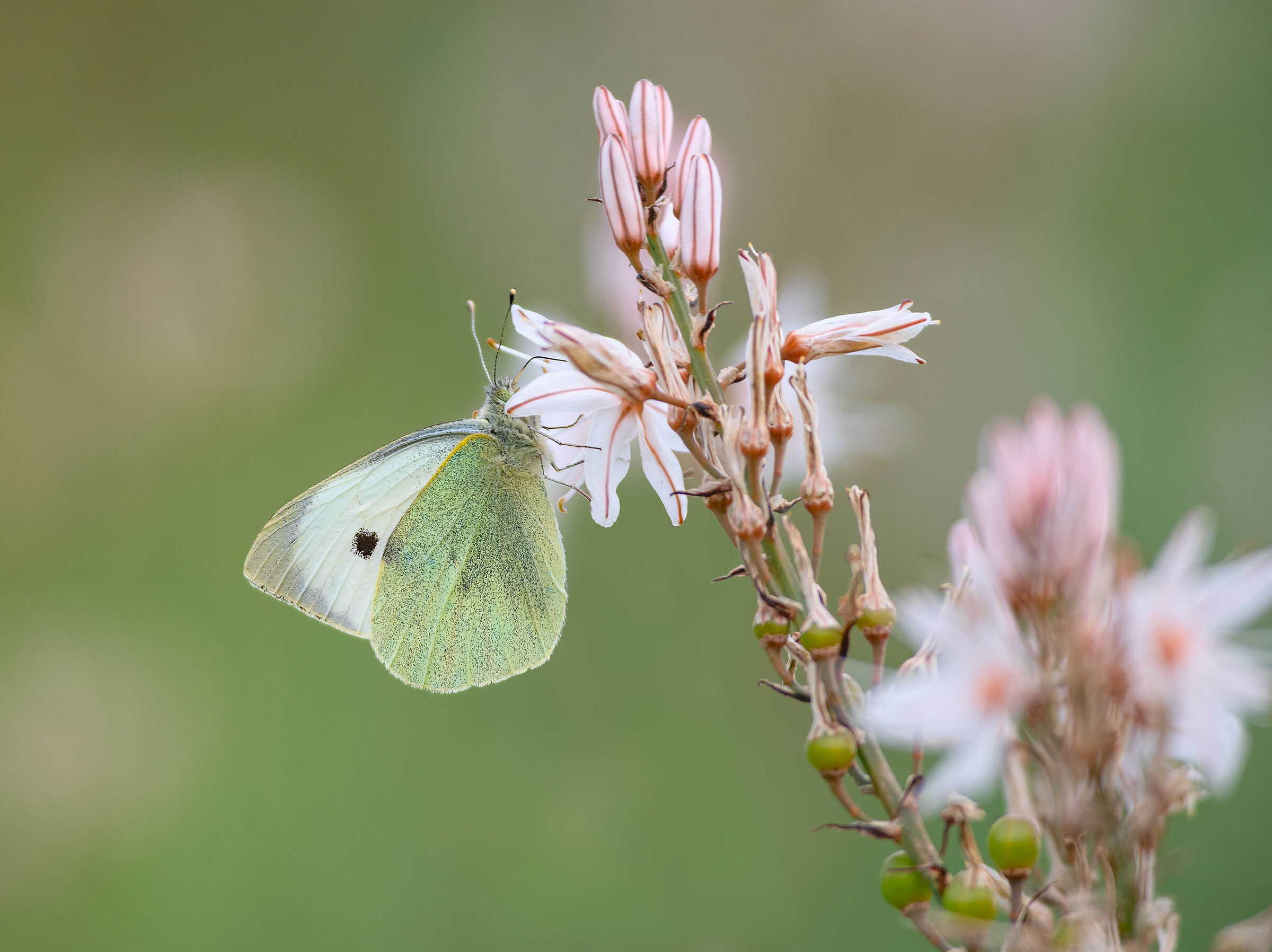 Pieris brassicae