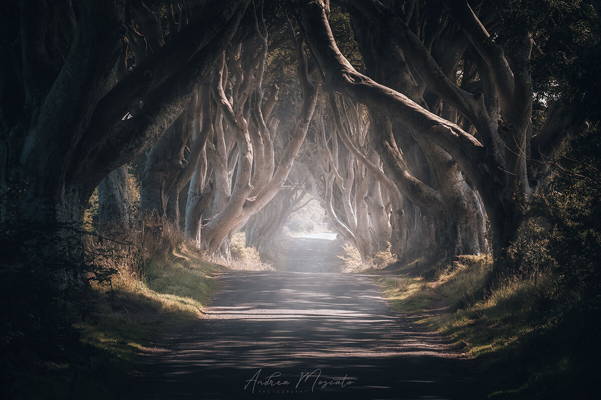 The Dark Hedges (Northern Ireland)