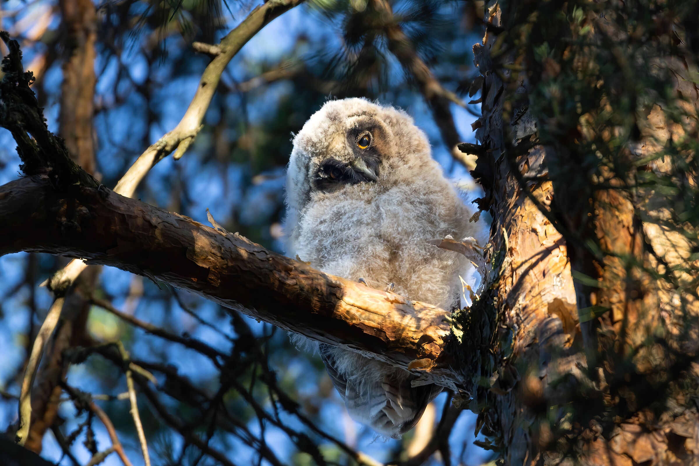 I'm a small common owl