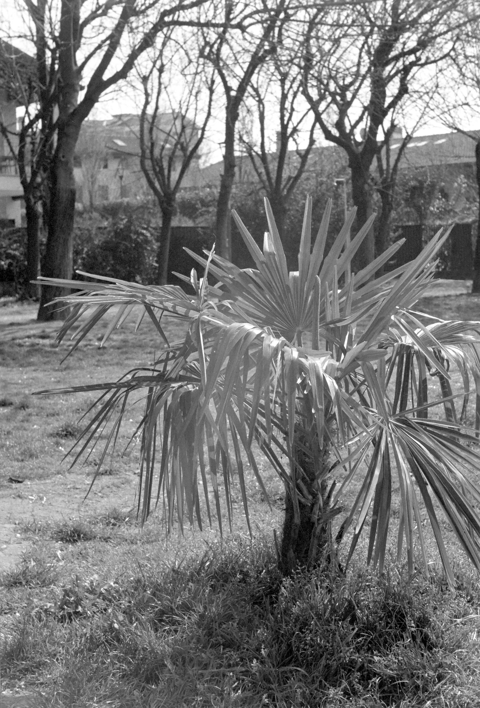 Kodak Tmax 400 EI 1600 Bellini Duo Step 7+6 minutes