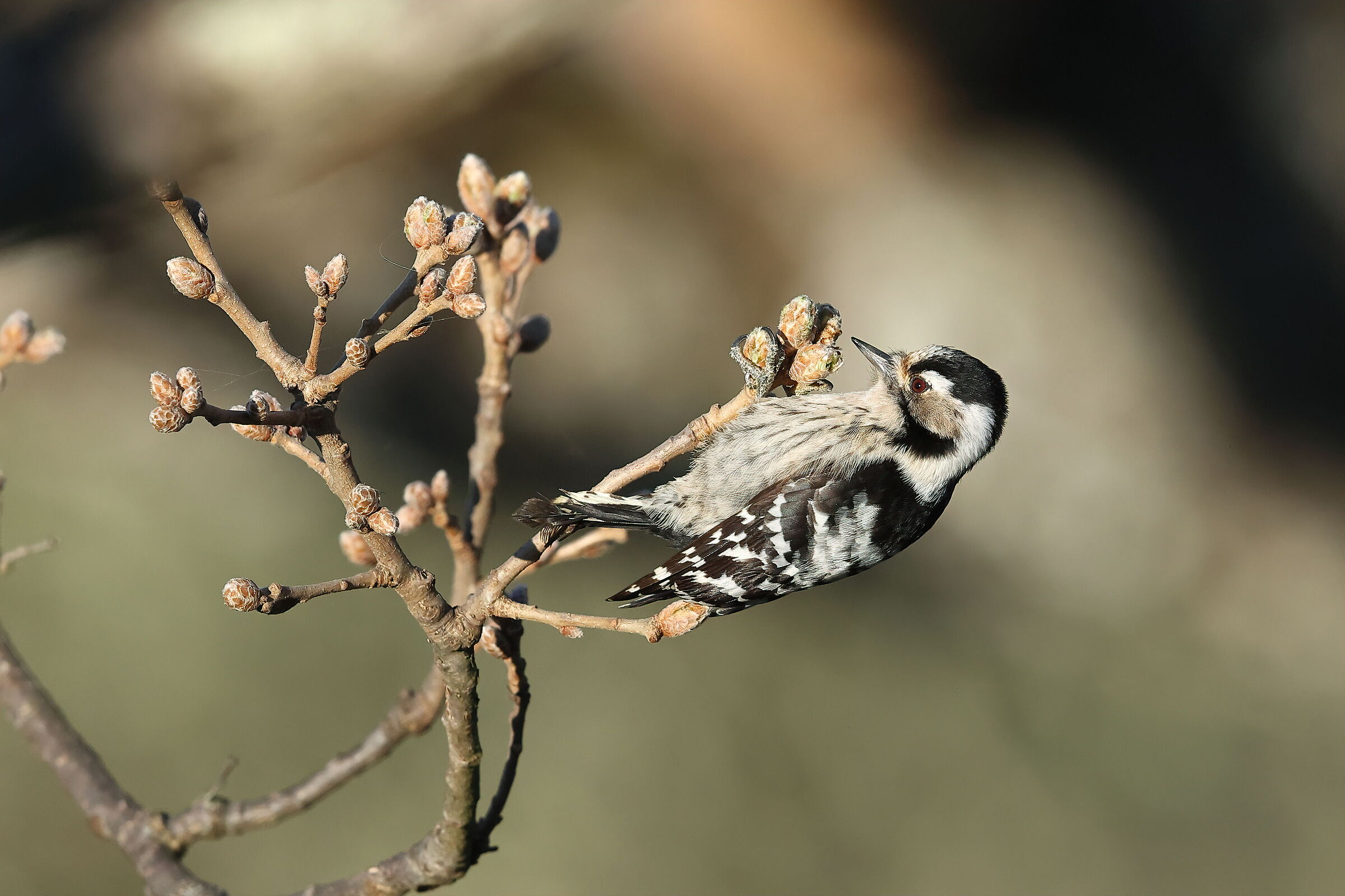 Lesser red woodpecker f.
