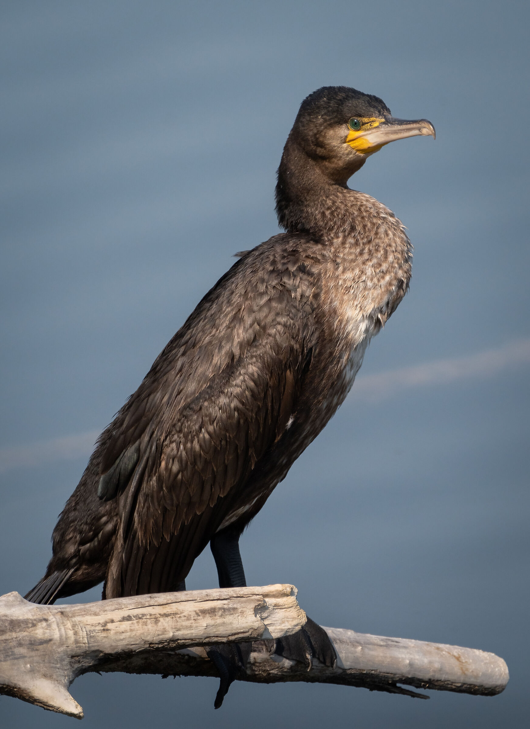 Proud to be a cormorant