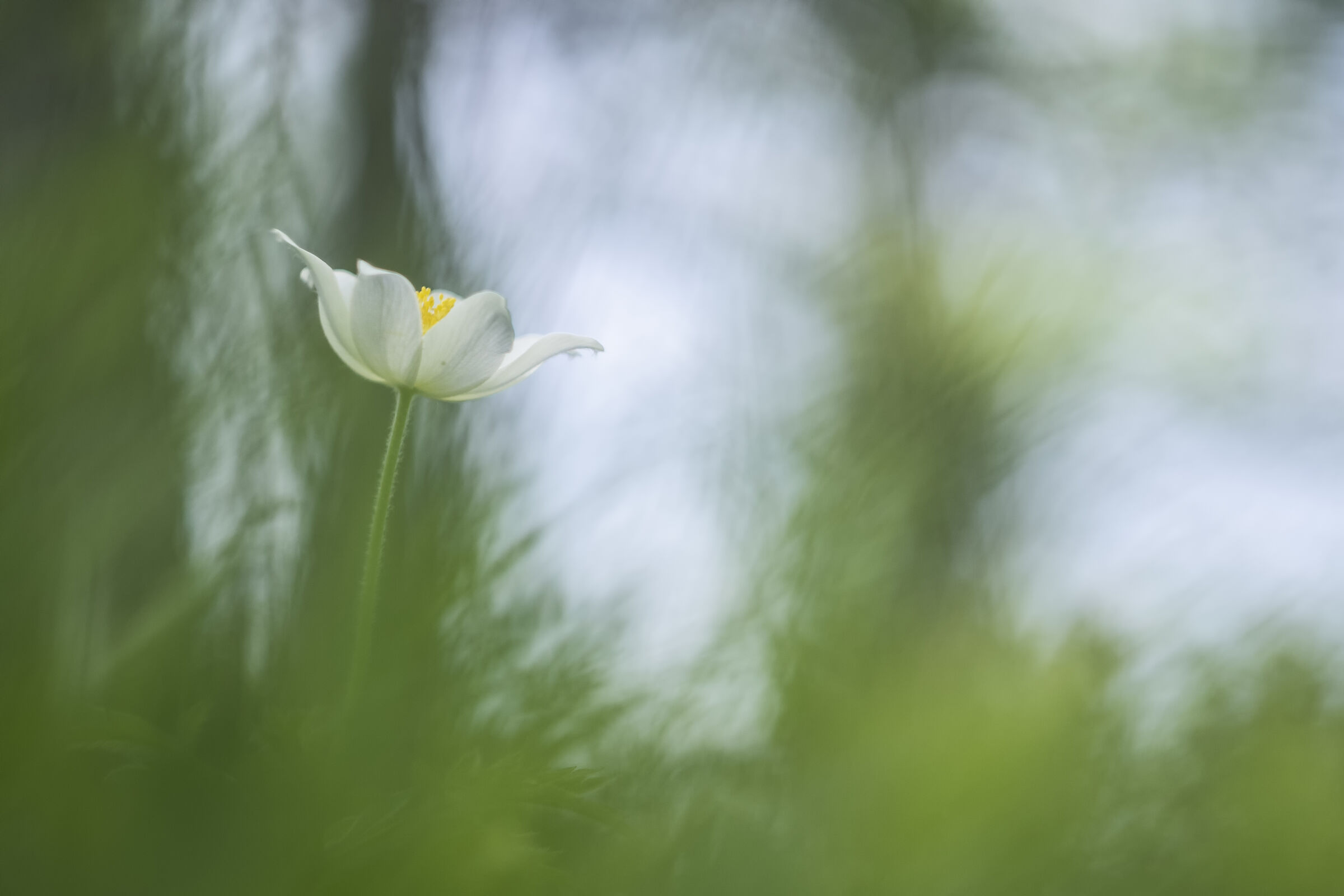 Alpine pulsatilla