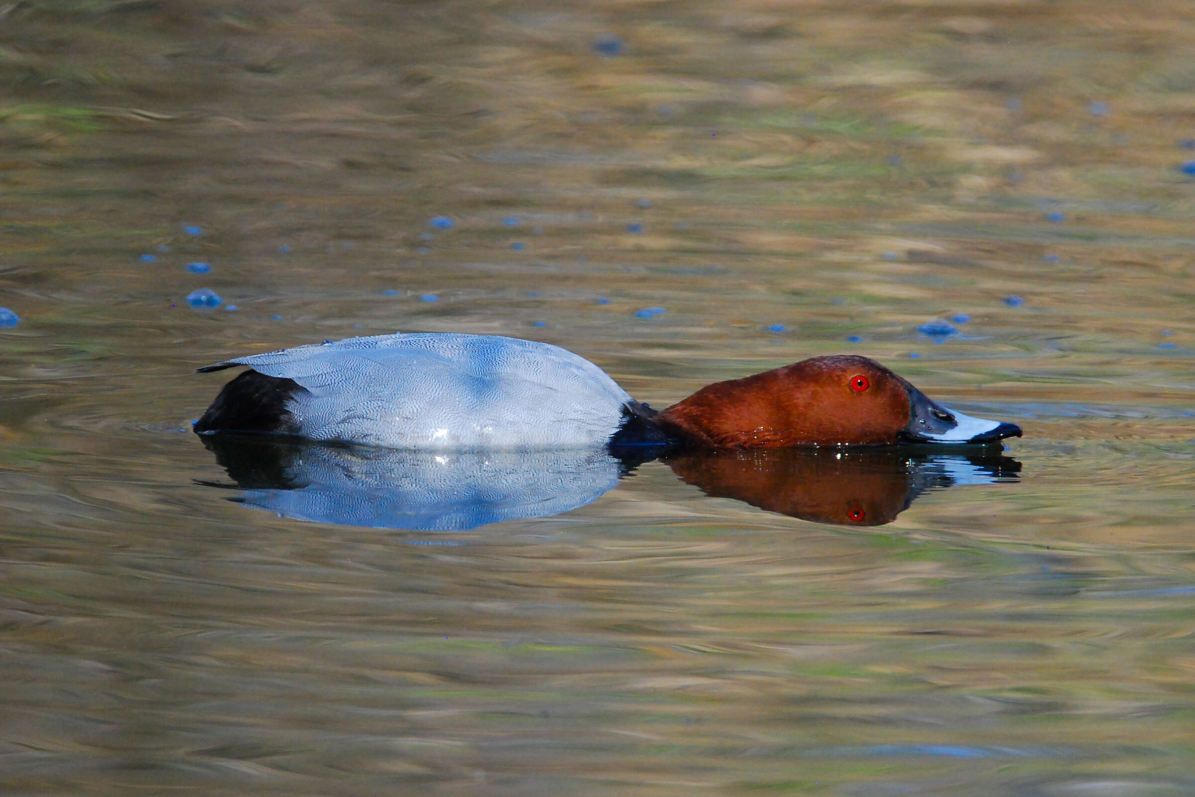 MORIGòIONE REFLEX