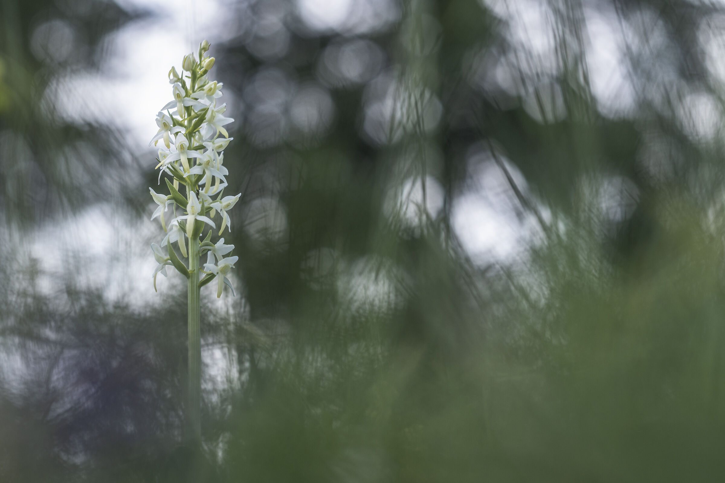 Platanthera bifolia
