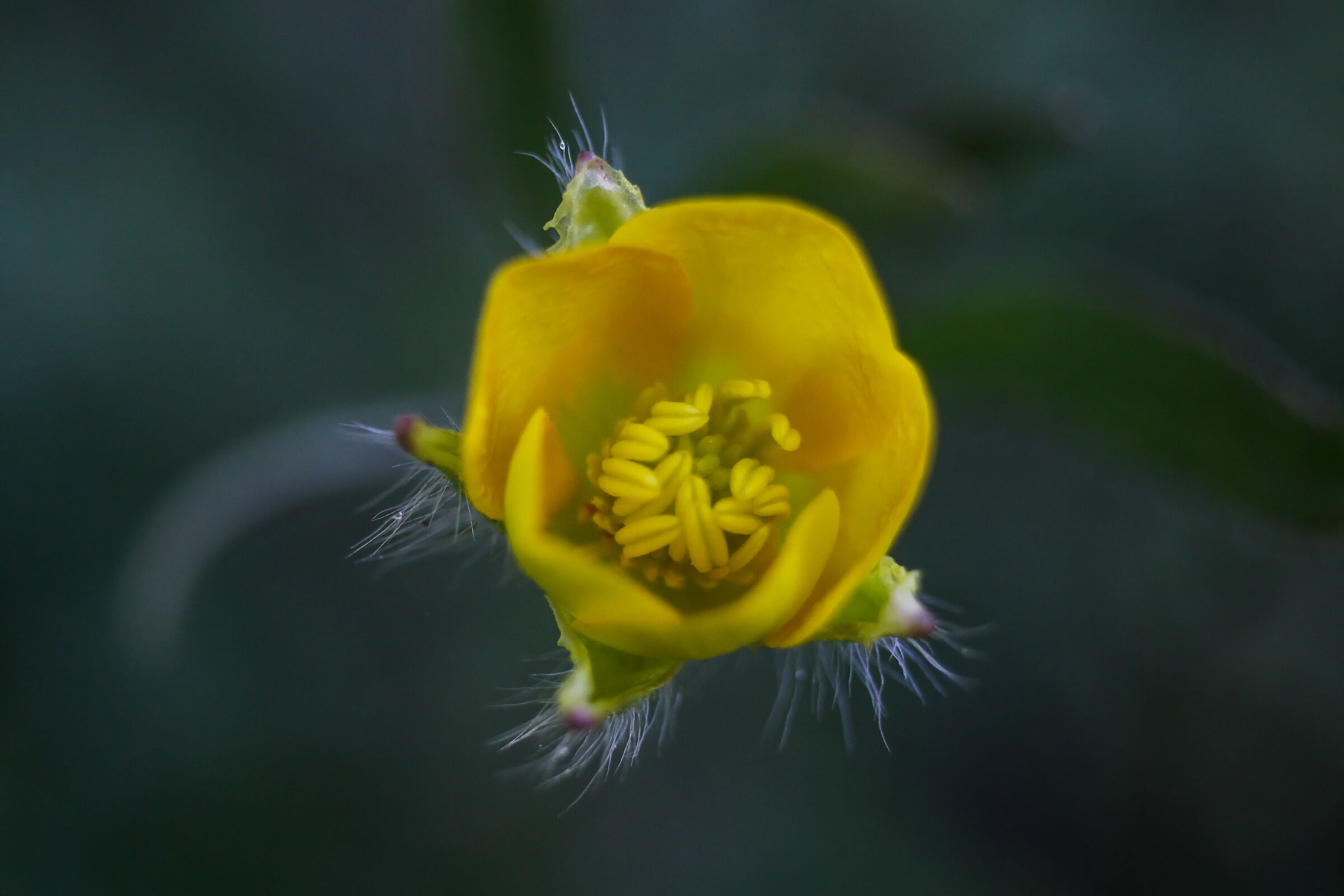 SPRING