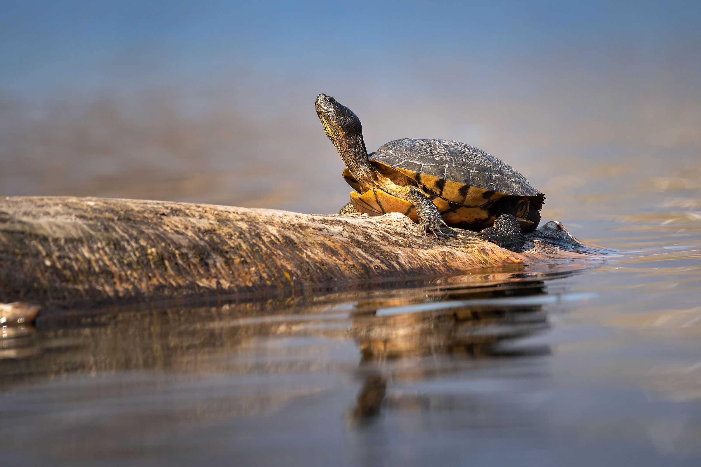Tartaruga al sole (Lake Caldonazzo - Trentino)
