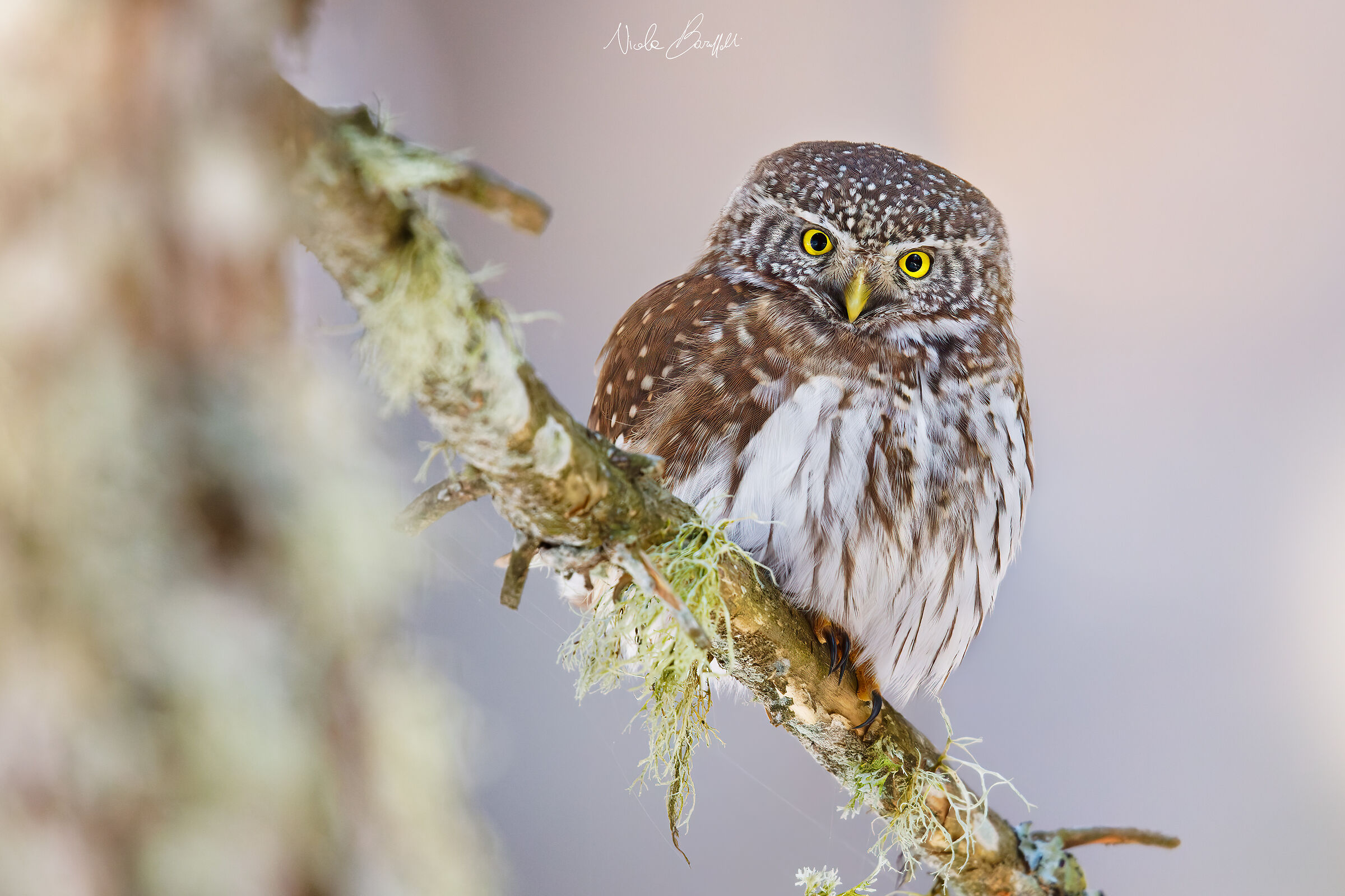 Una magica presenza nella foresta - Civetta nana