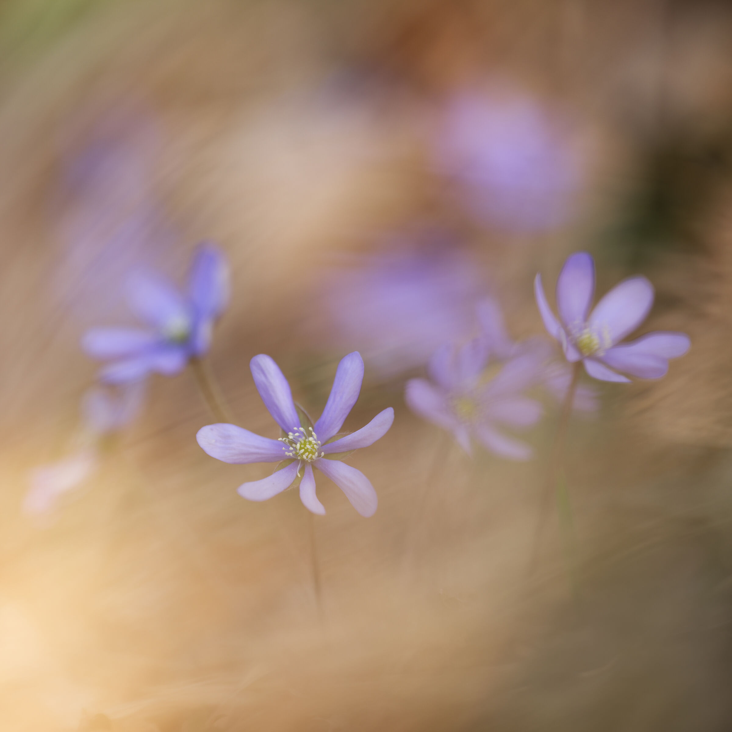 Hepatica nobilis