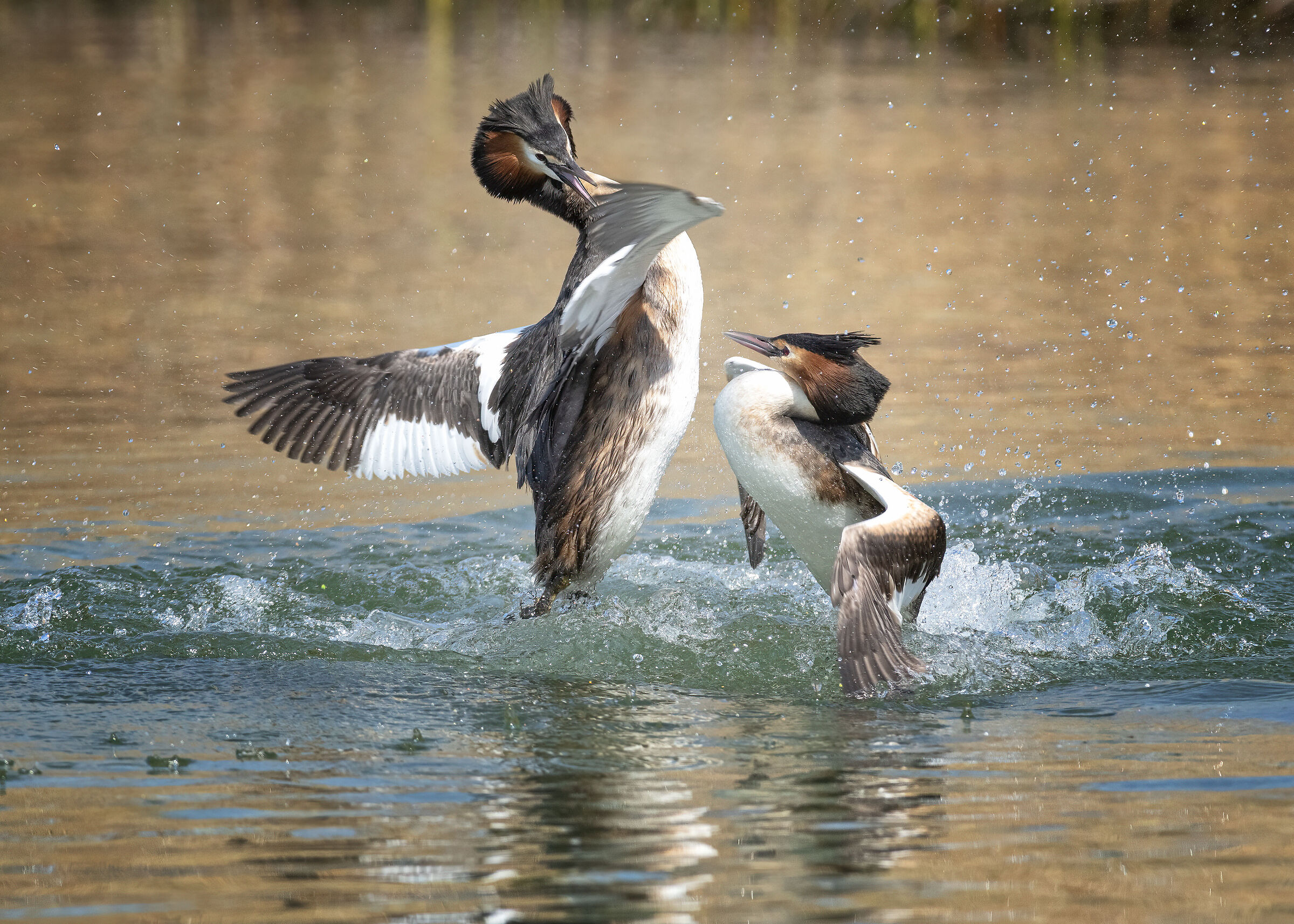 Courtship Svassi_Battibecchi