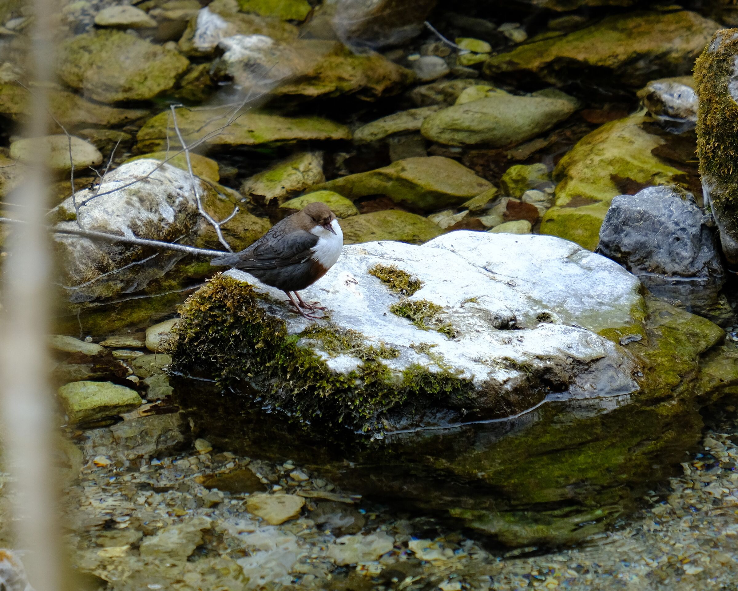 white-throated dipper