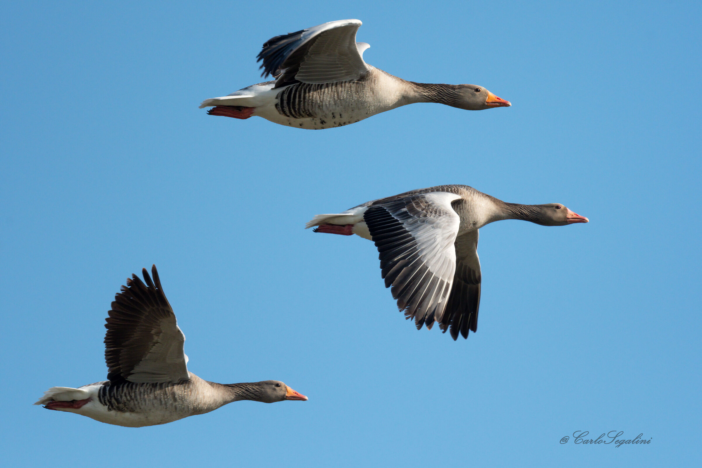 Tre Oche di passaggio