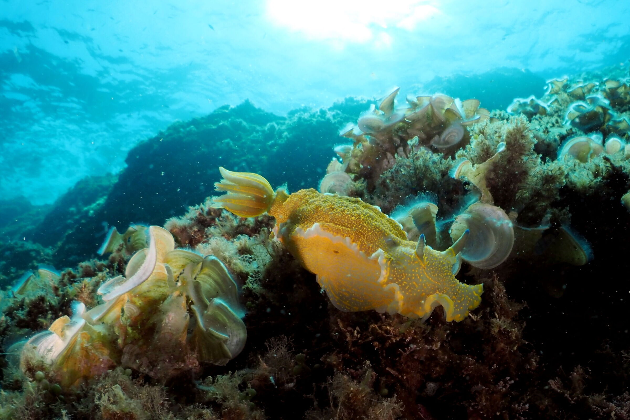 Felimare Picta (Doride dipinto)
