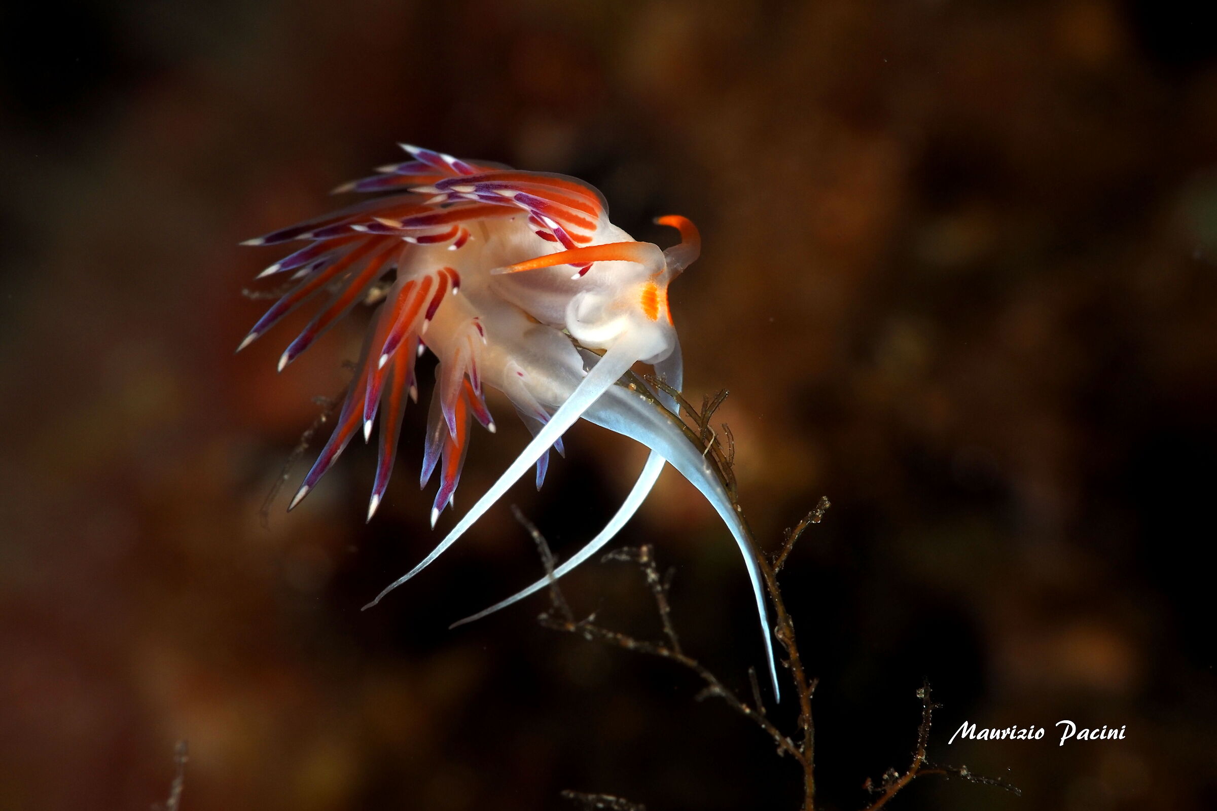 Cratena peregrina