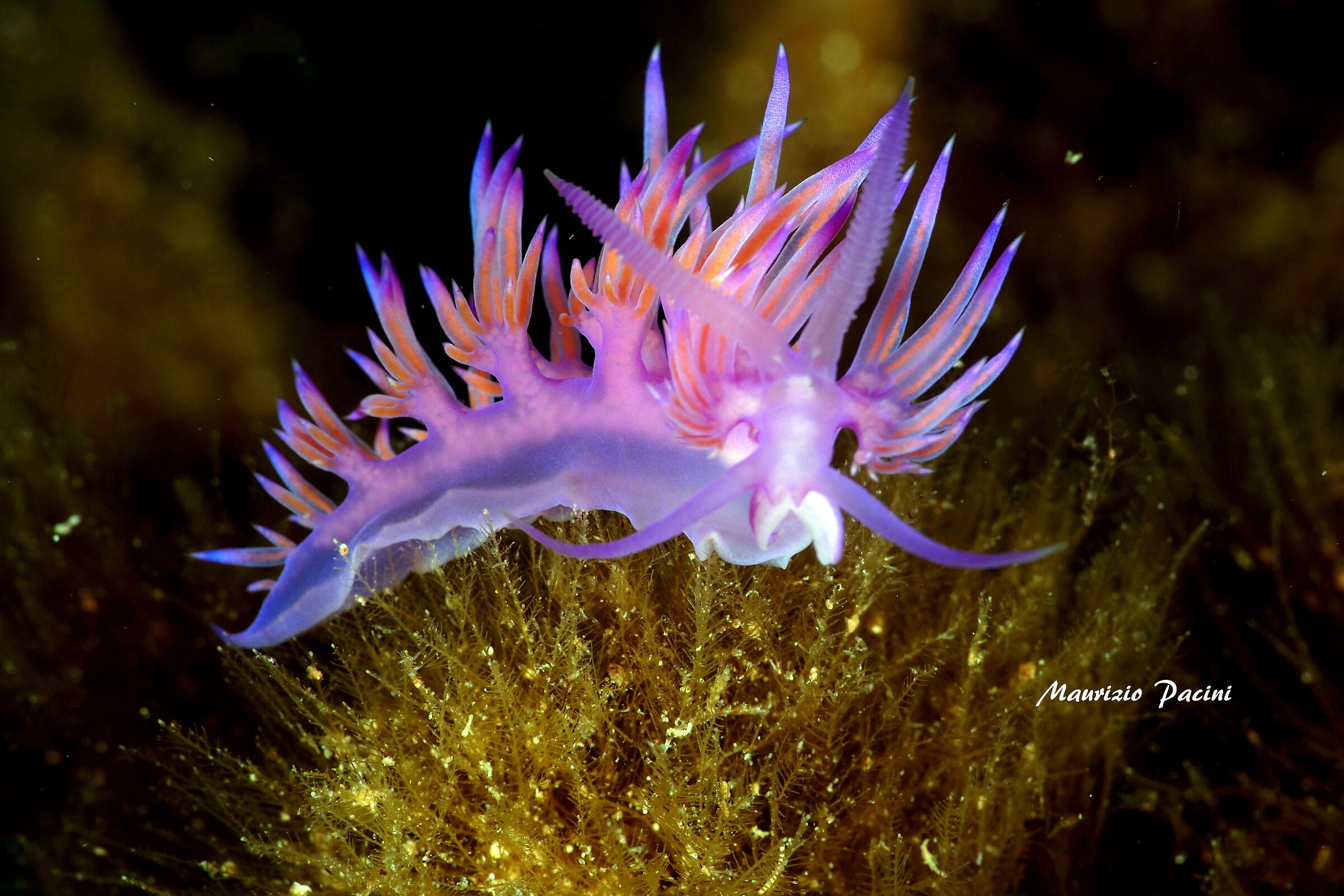 Flabellina lilla