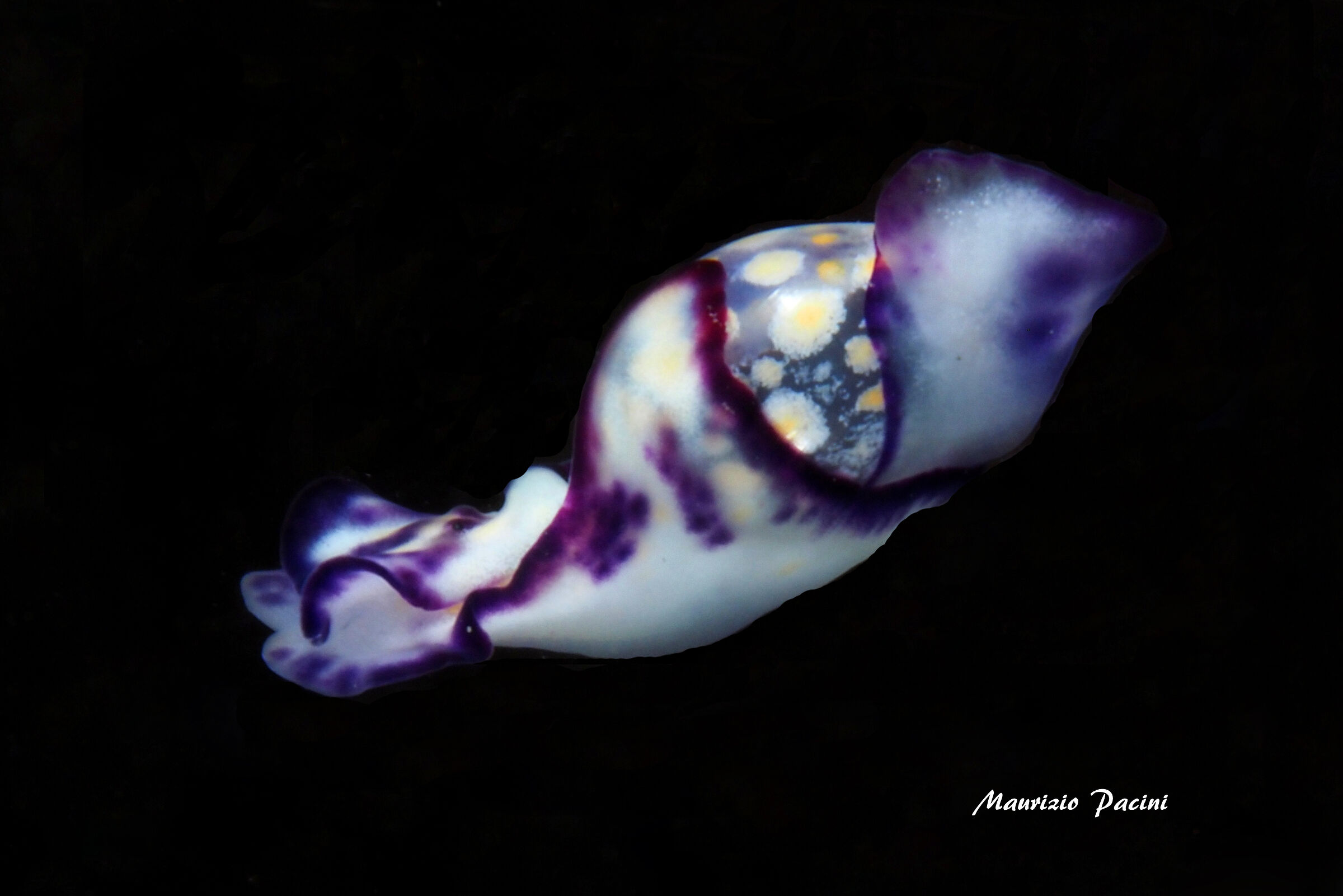 Haminoea cyanomarginata