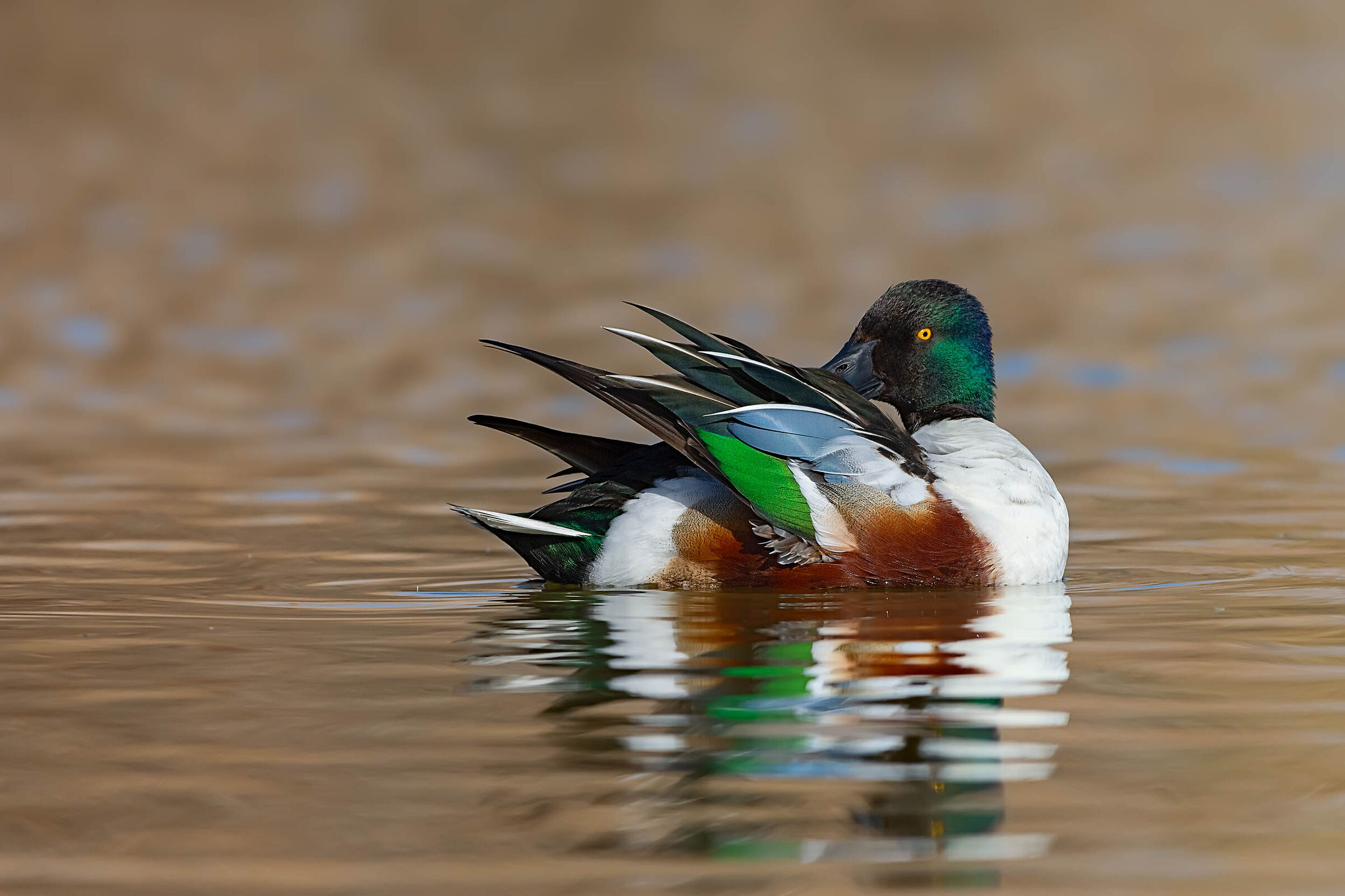 Pulizie di primavera