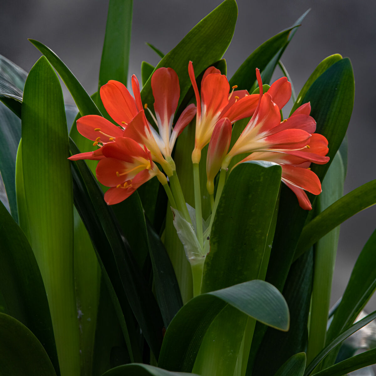 Clivia
